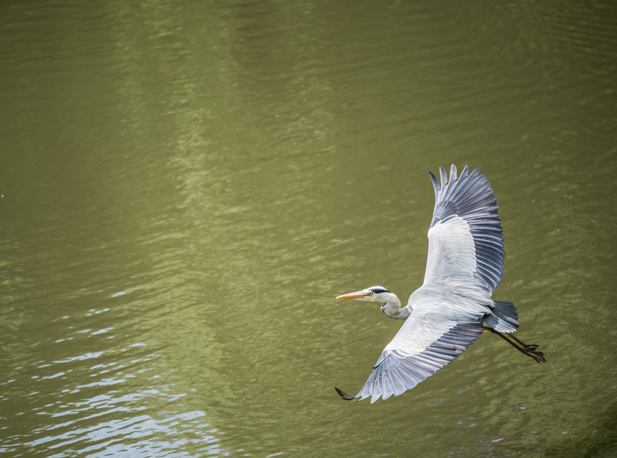 Panasonic Lumix G X Vario 35-100mm F2.8 OIS sample photo. Graureiher photography