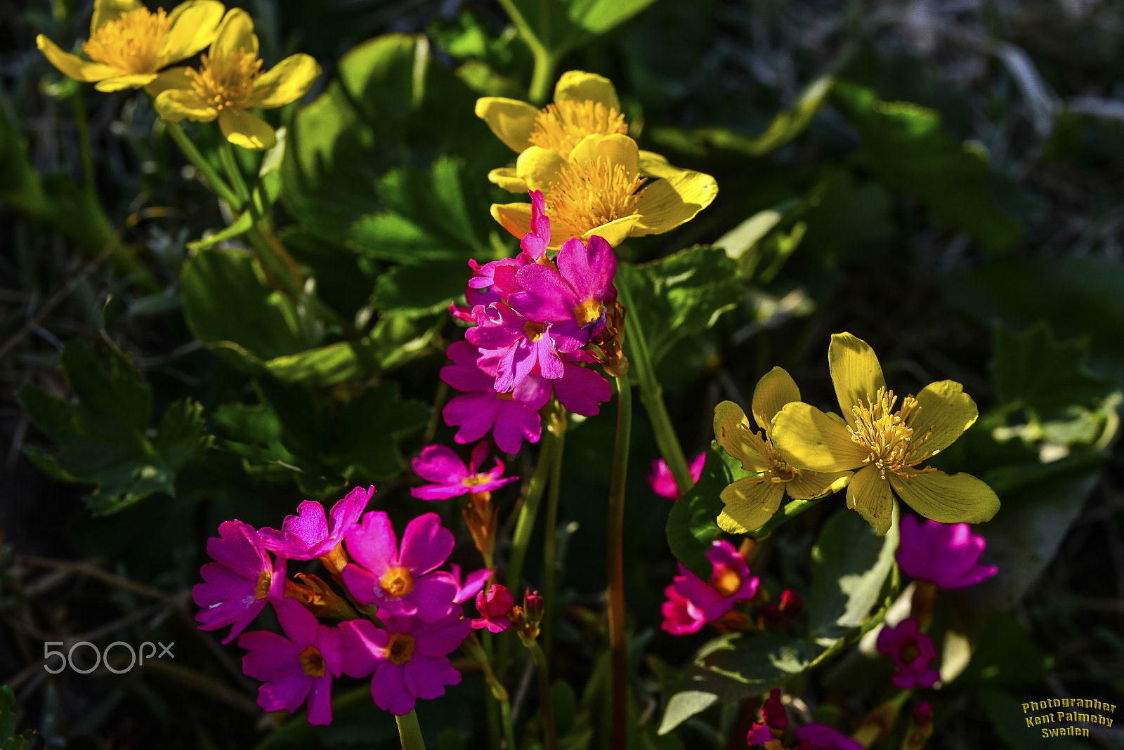 Nikon D800E sample photo. Flowers from a ditch photography