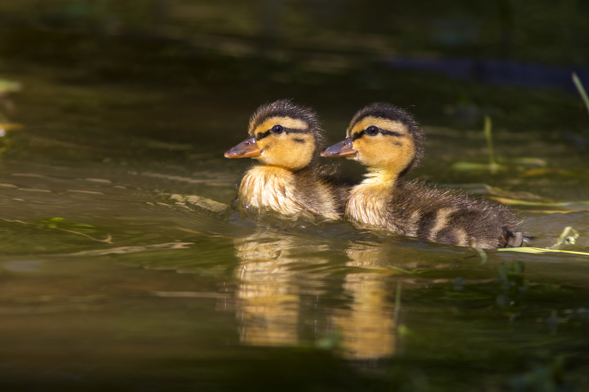Canon EF 300mm F4L IS USM sample photo. Mallard chicks photography