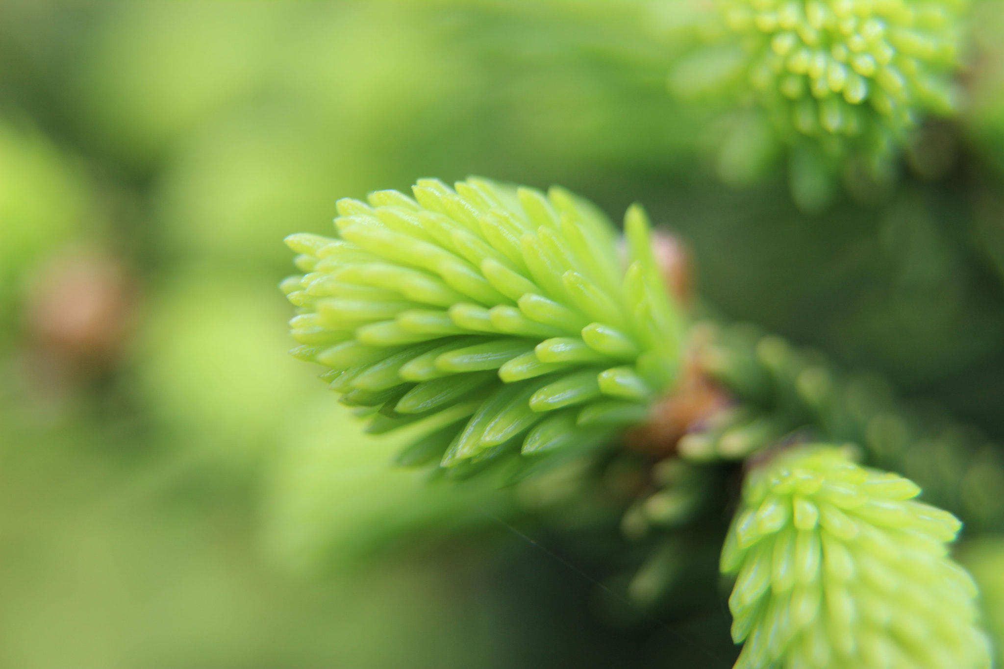 Canon EF 28-105mm f/3.5-4.5 USM sample photo. Conifer photography