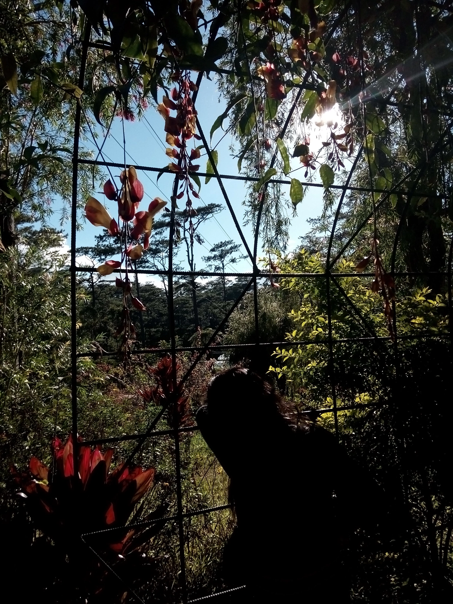 OPPO 1201 sample photo. Daydreaming photography