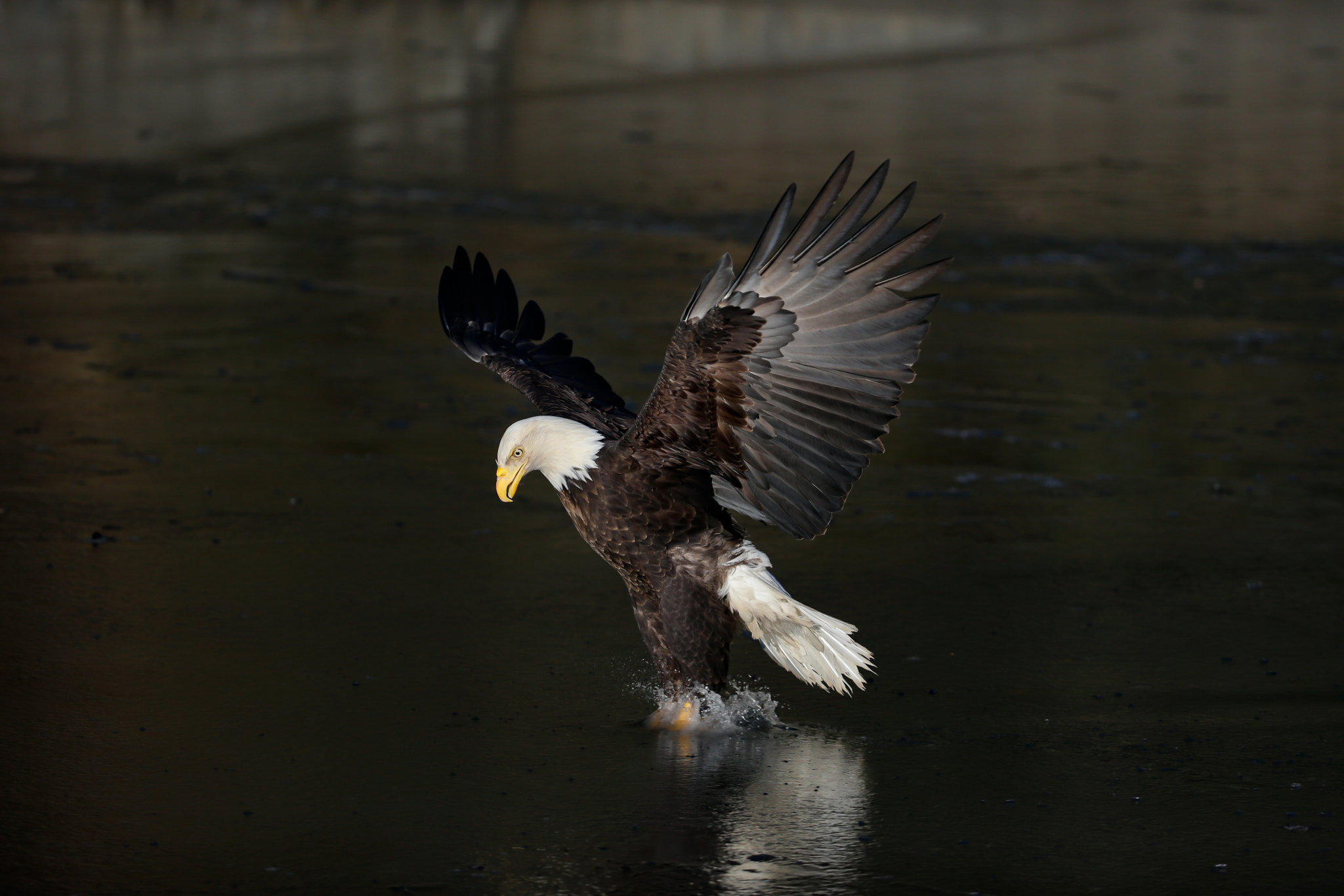 Canon EF 200-400mm F4L IS USM Extender 1.4x sample photo. Eagle splashdown photography