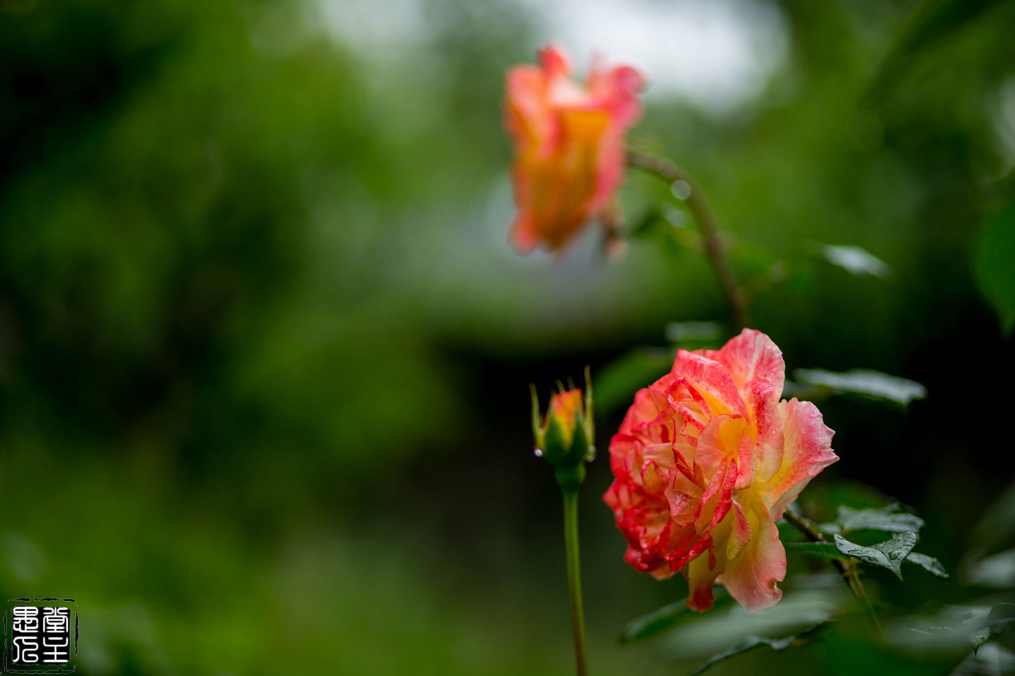 Canon EF 85mm F1.8 USM sample photo. 009.jpg photography