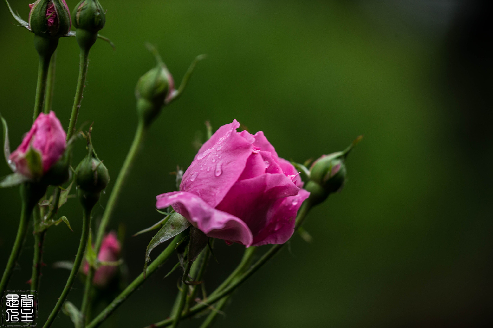 Canon EF 180mm F3.5L Macro USM sample photo. 017.jpg photography