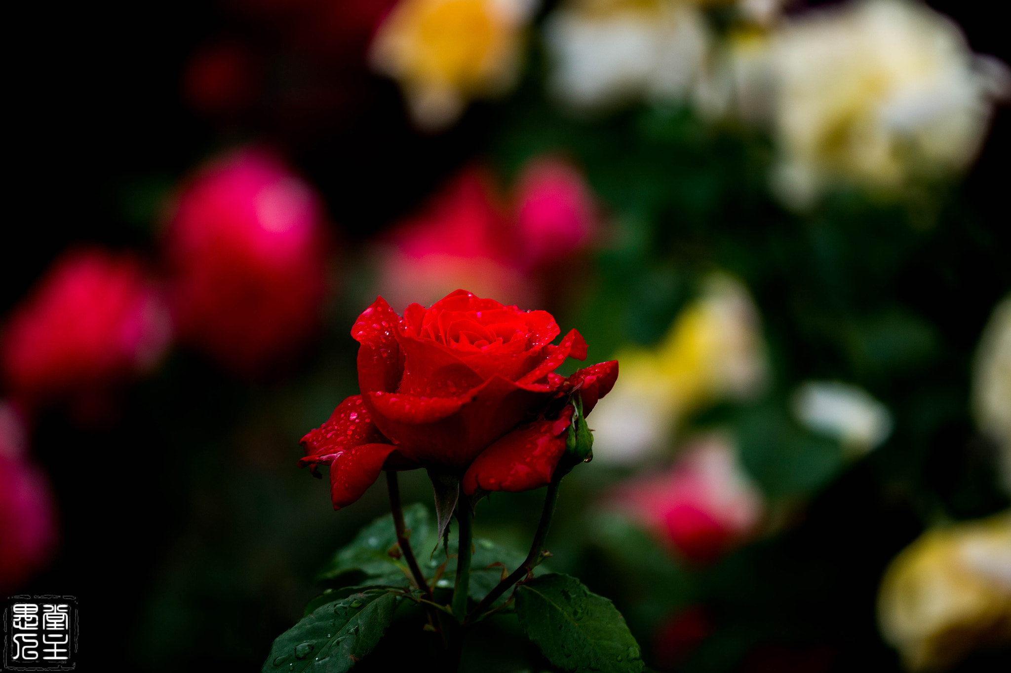 Canon EF 180mm F3.5L Macro USM sample photo. 029.jpg photography