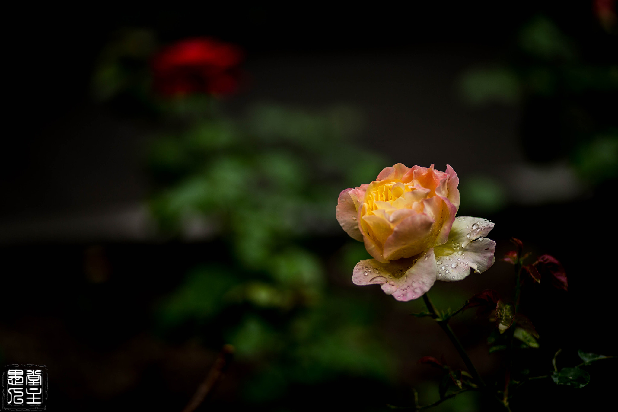 Canon EF 85mm F1.8 USM sample photo. 004.jpg photography