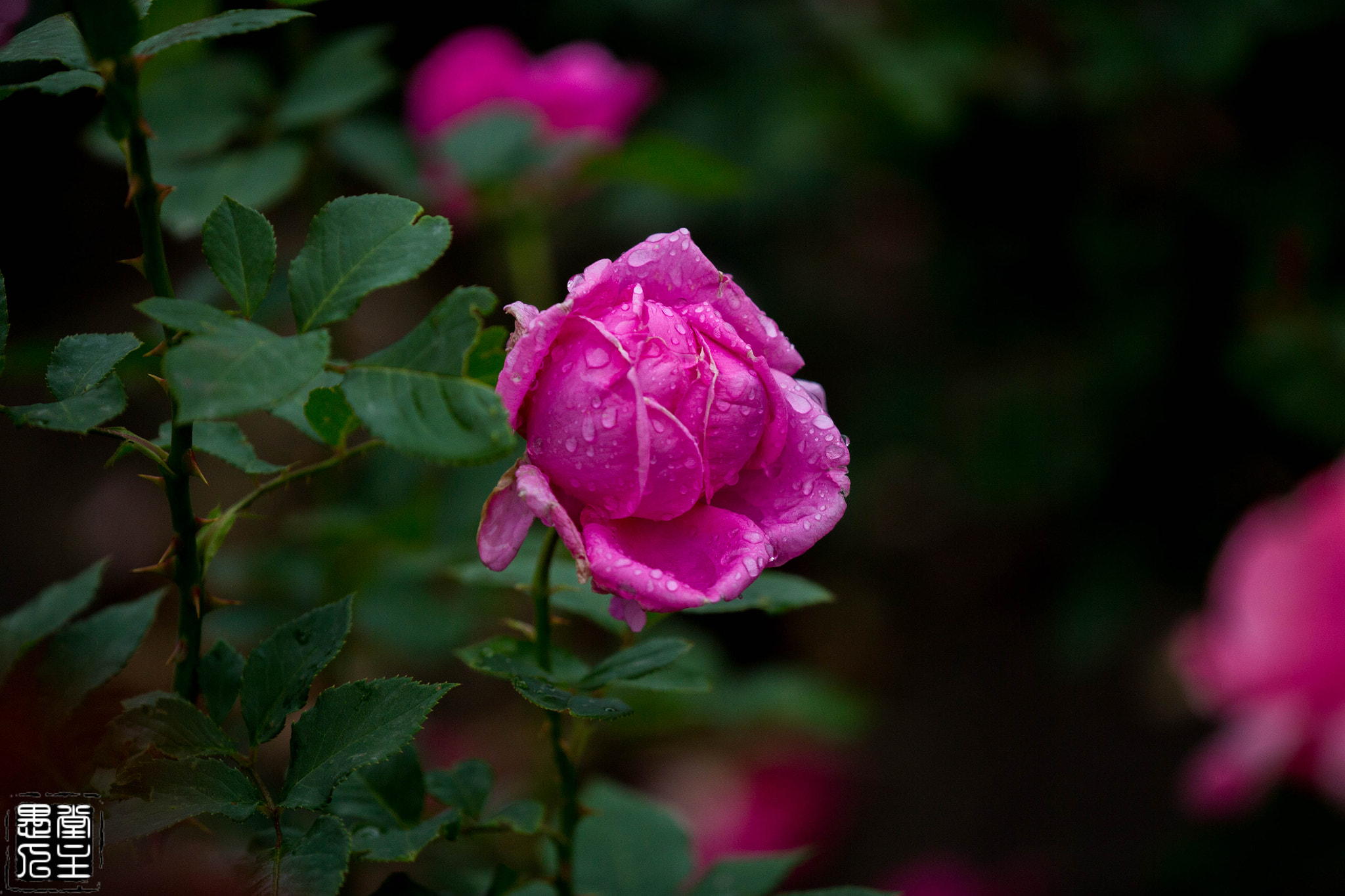 Canon EF 180mm F3.5L Macro USM sample photo. 027.jpg photography