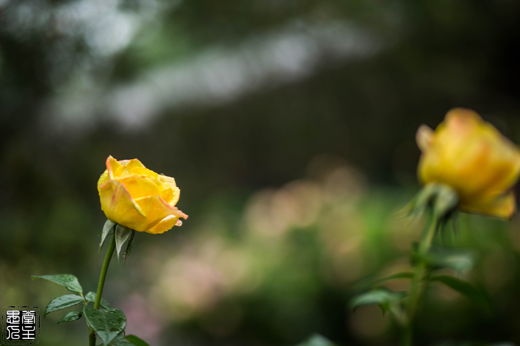Canon EF 85mm F1.8 USM sample photo. 012.jpg photography