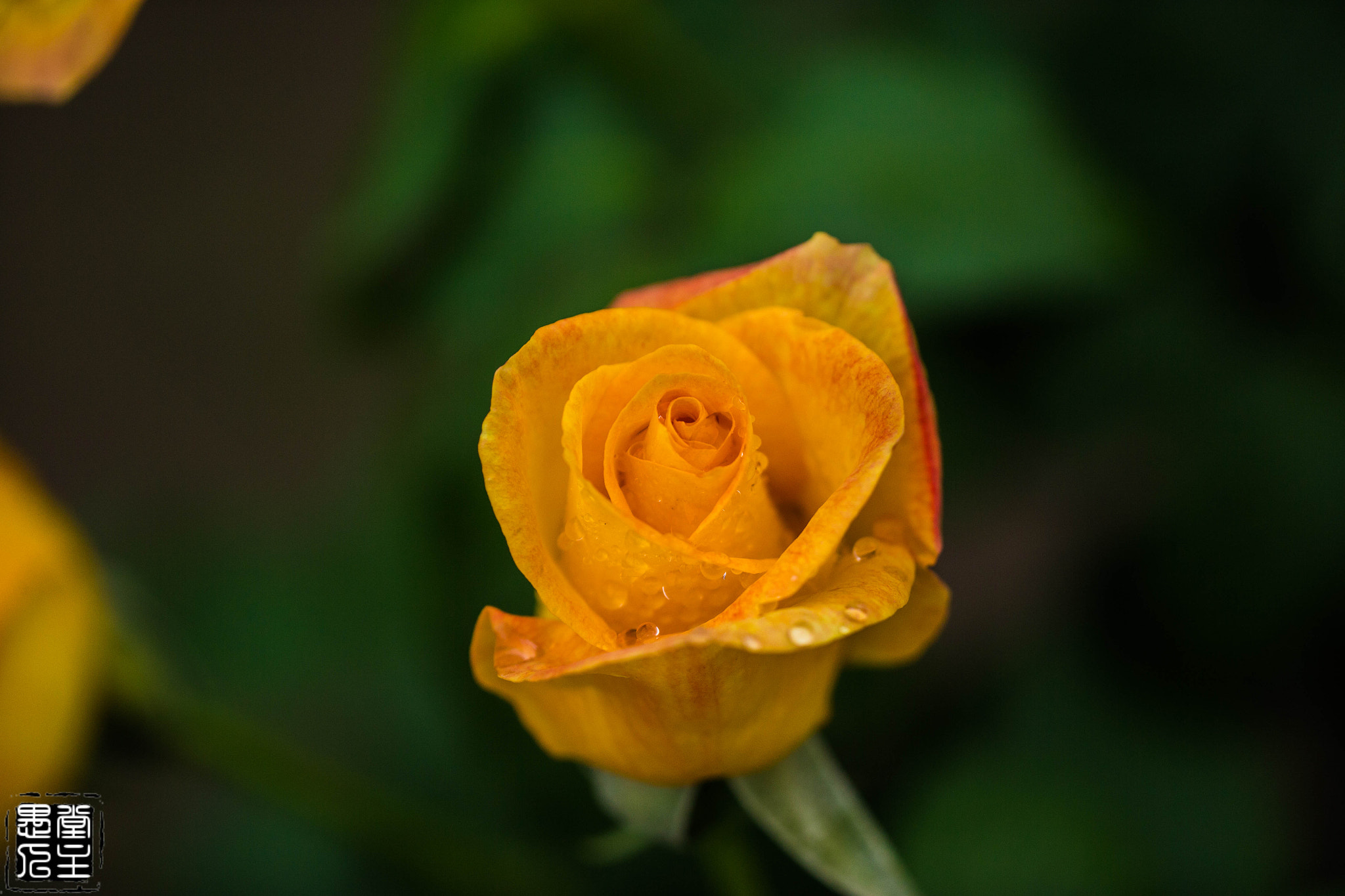 Canon EF 180mm F3.5L Macro USM sample photo. 040.jpg photography