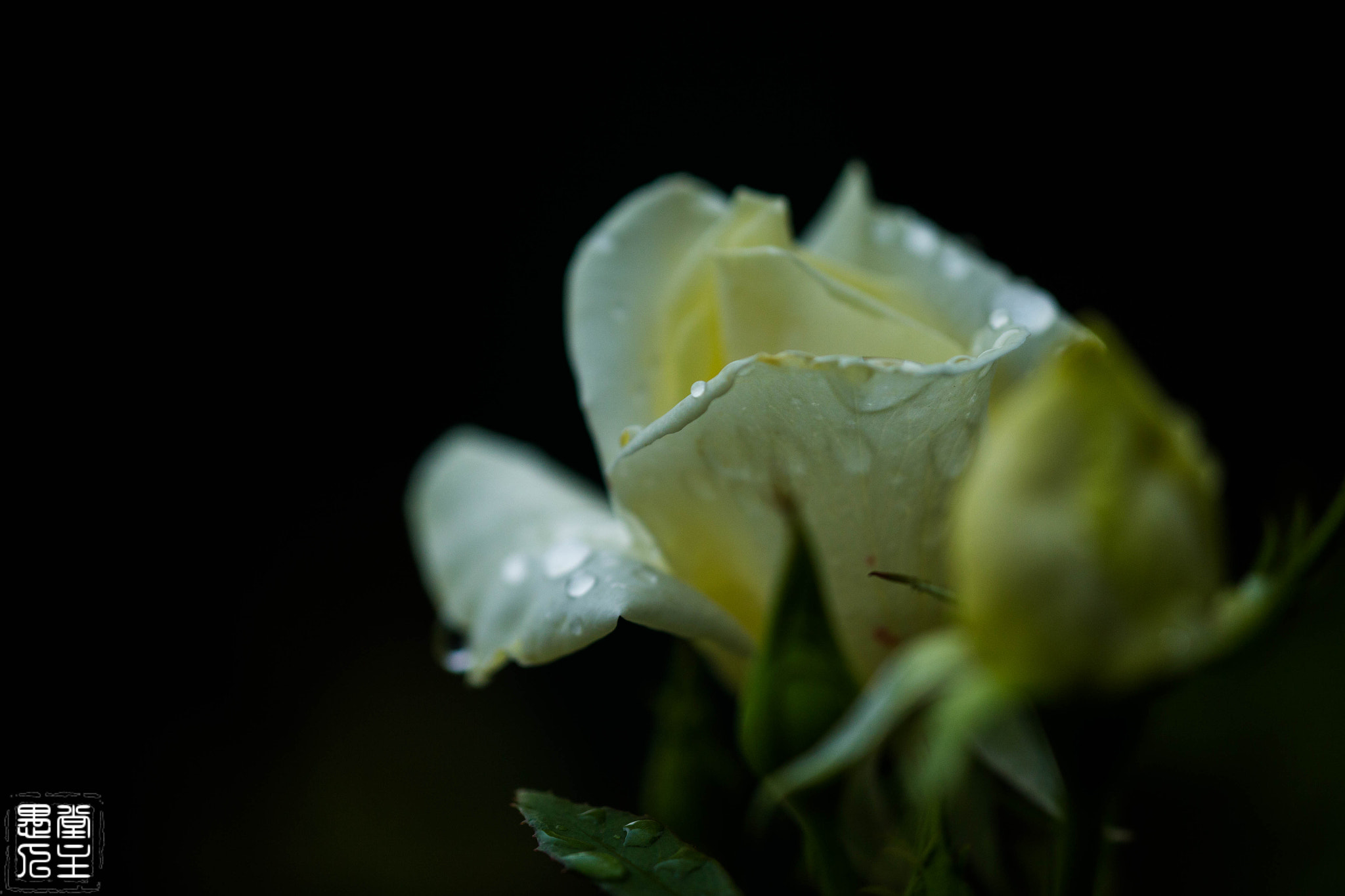 Canon EF 180mm F3.5L Macro USM sample photo. 055.jpg photography