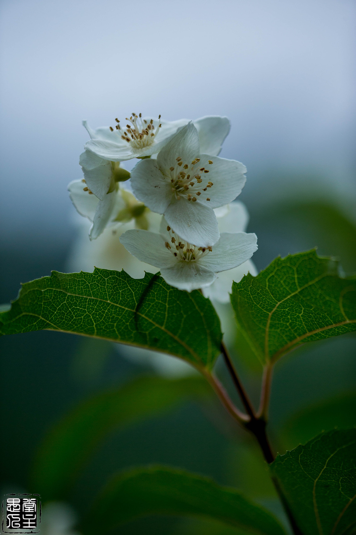 Canon EF 180mm F3.5L Macro USM sample photo. 063.jpg photography