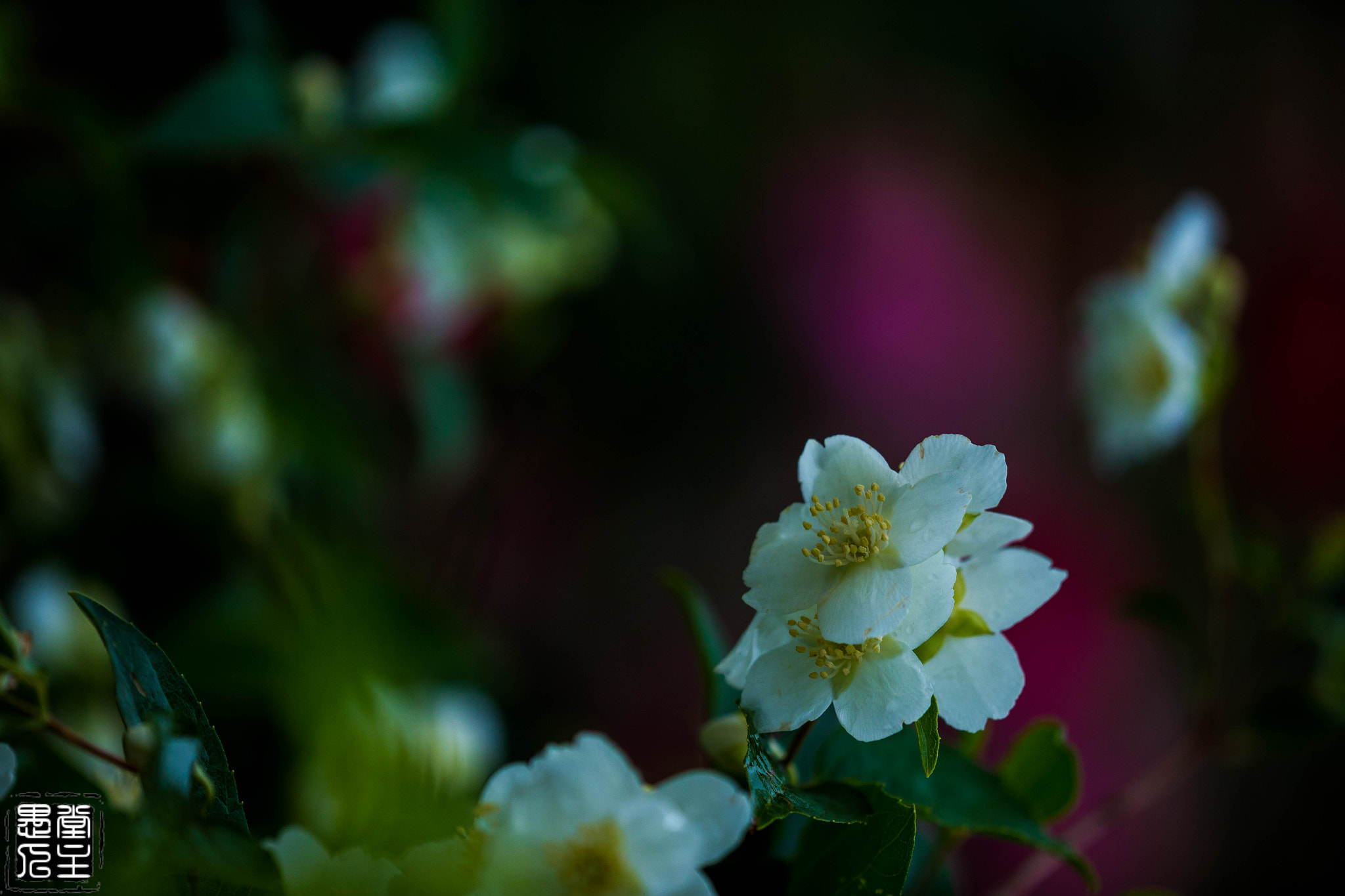 Canon EF 180mm F3.5L Macro USM sample photo. 066.jpg photography