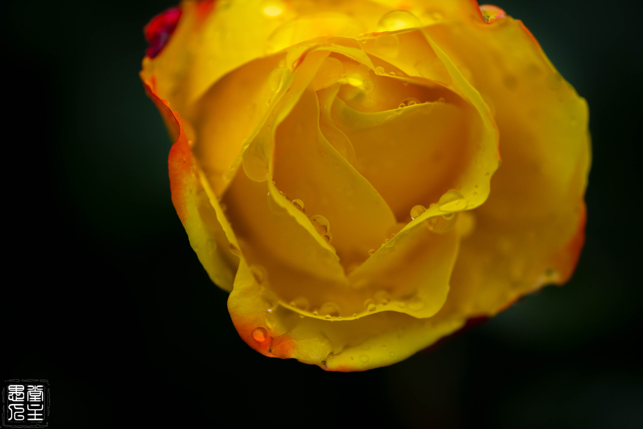Canon EF 180mm F3.5L Macro USM sample photo. 032.jpg photography
