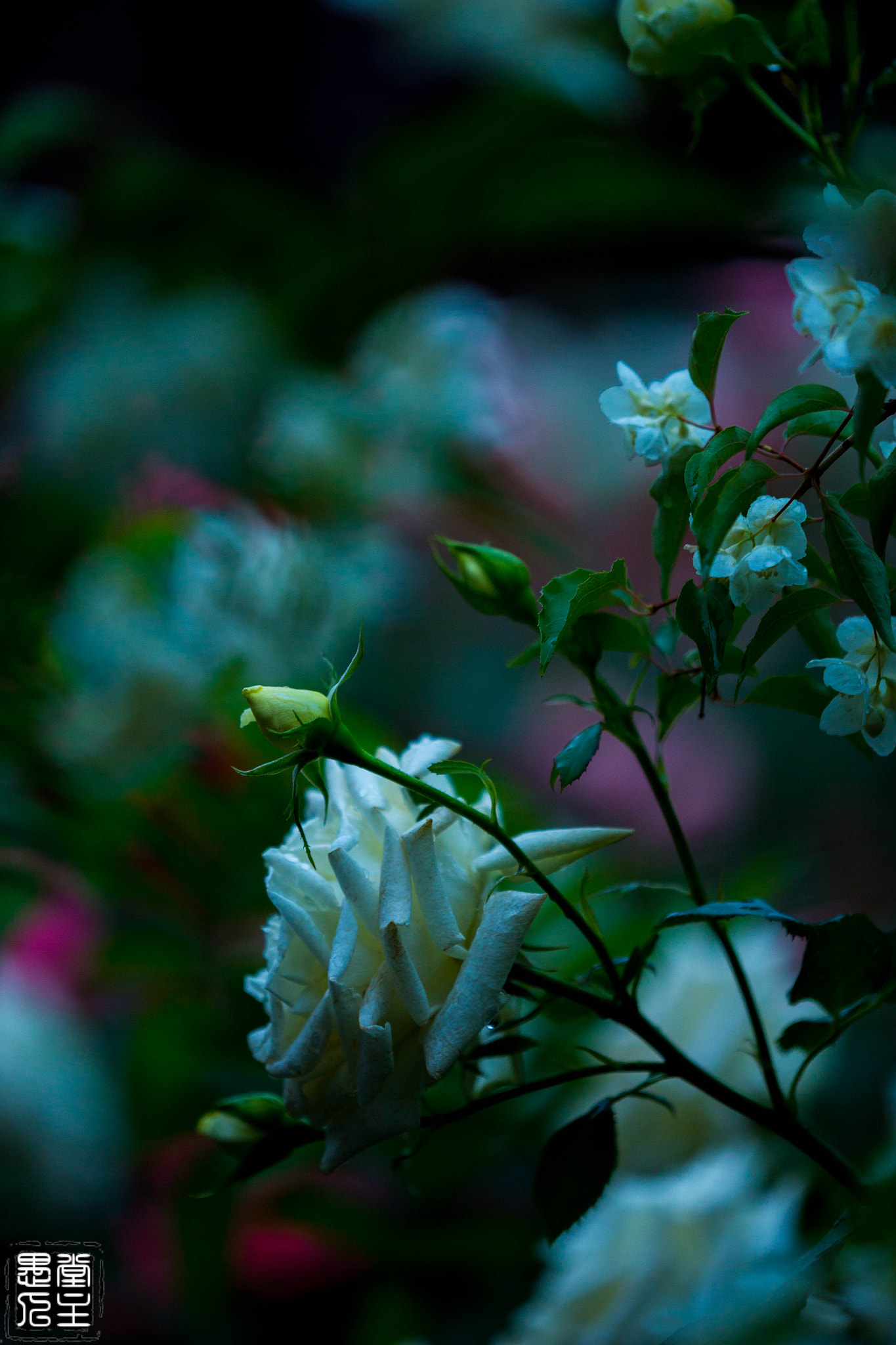 Canon EF 180mm F3.5L Macro USM sample photo. 075.jpg photography