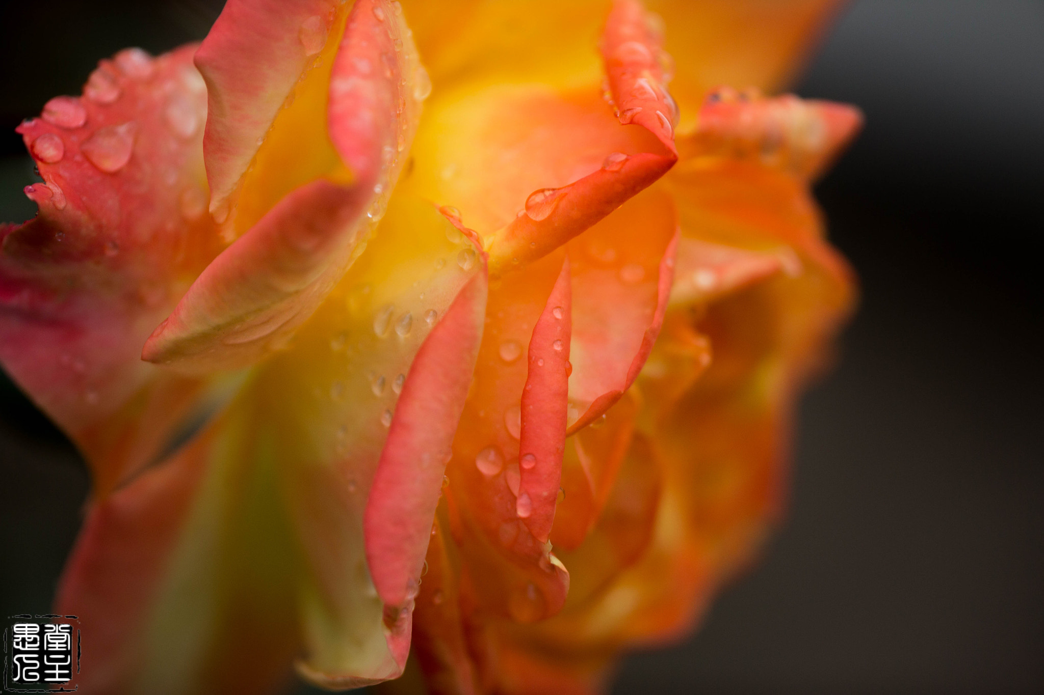 Canon EF 180mm F3.5L Macro USM sample photo. 035.jpg photography