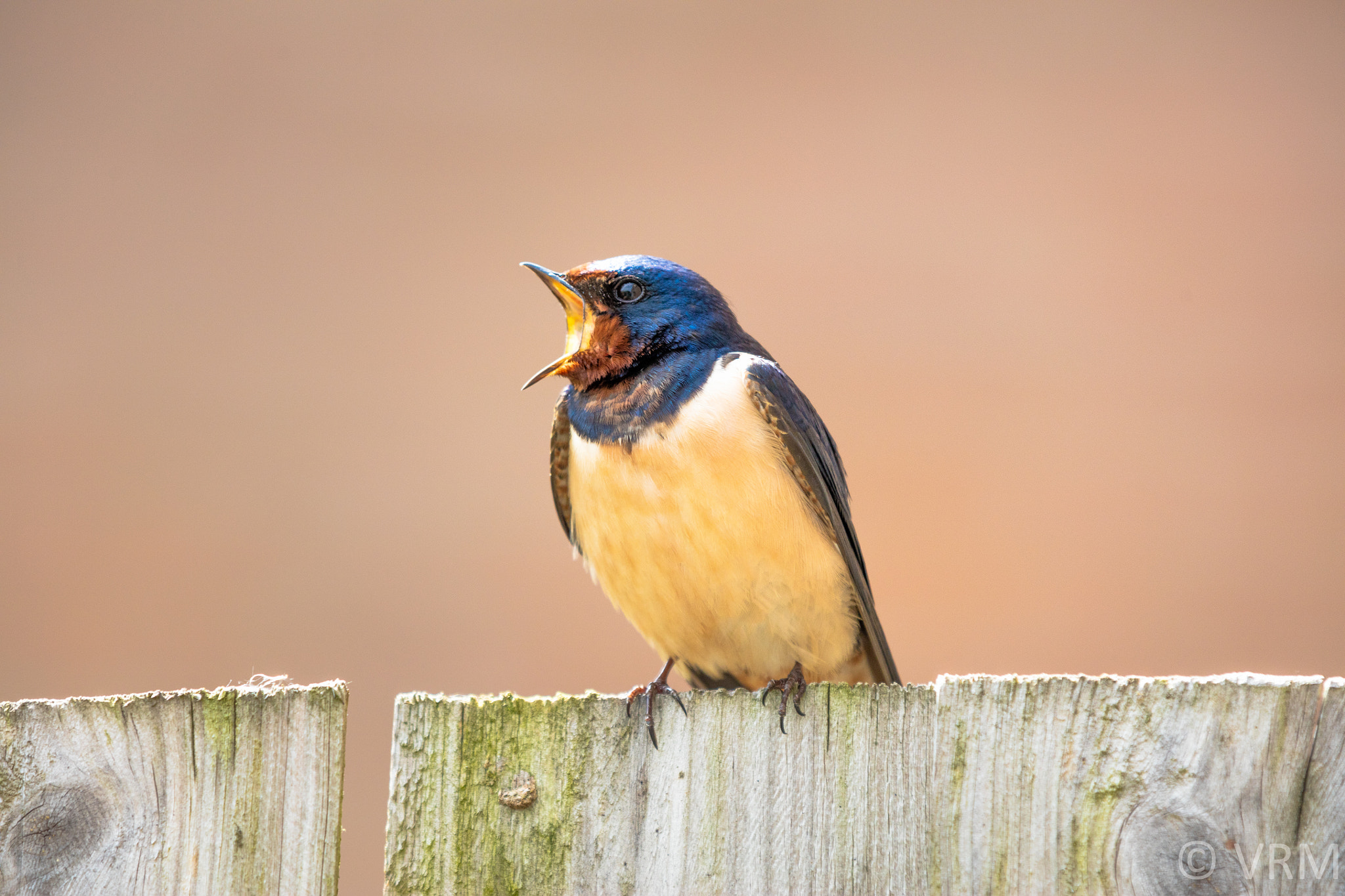 Canon EOS 5DS + Canon EF 70-200mm F2.8L IS II USM sample photo. Shouting swallow photography