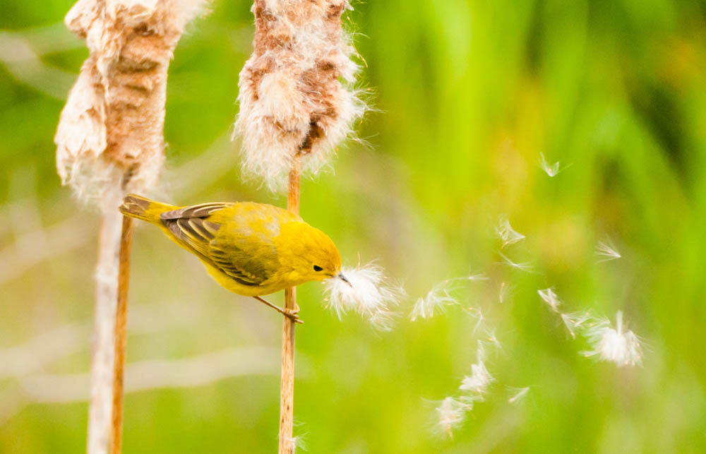 Sigma 150-600mm F5-6.3 DG OS HSM | C sample photo. The female yellow warbler photography