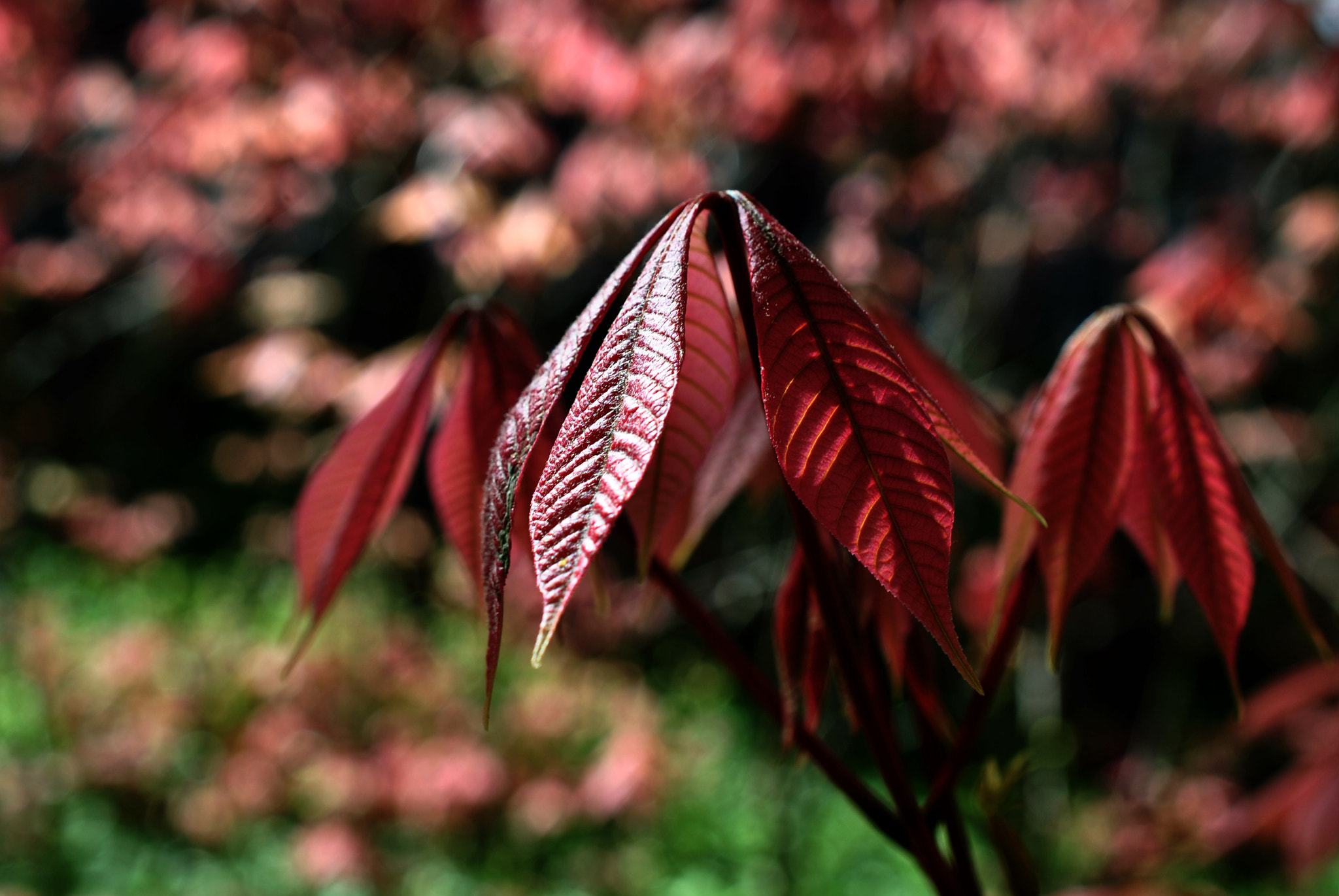 Nikon AF-S DX Micro Nikkor 40mm F2.8 sample photo. Love spring photography