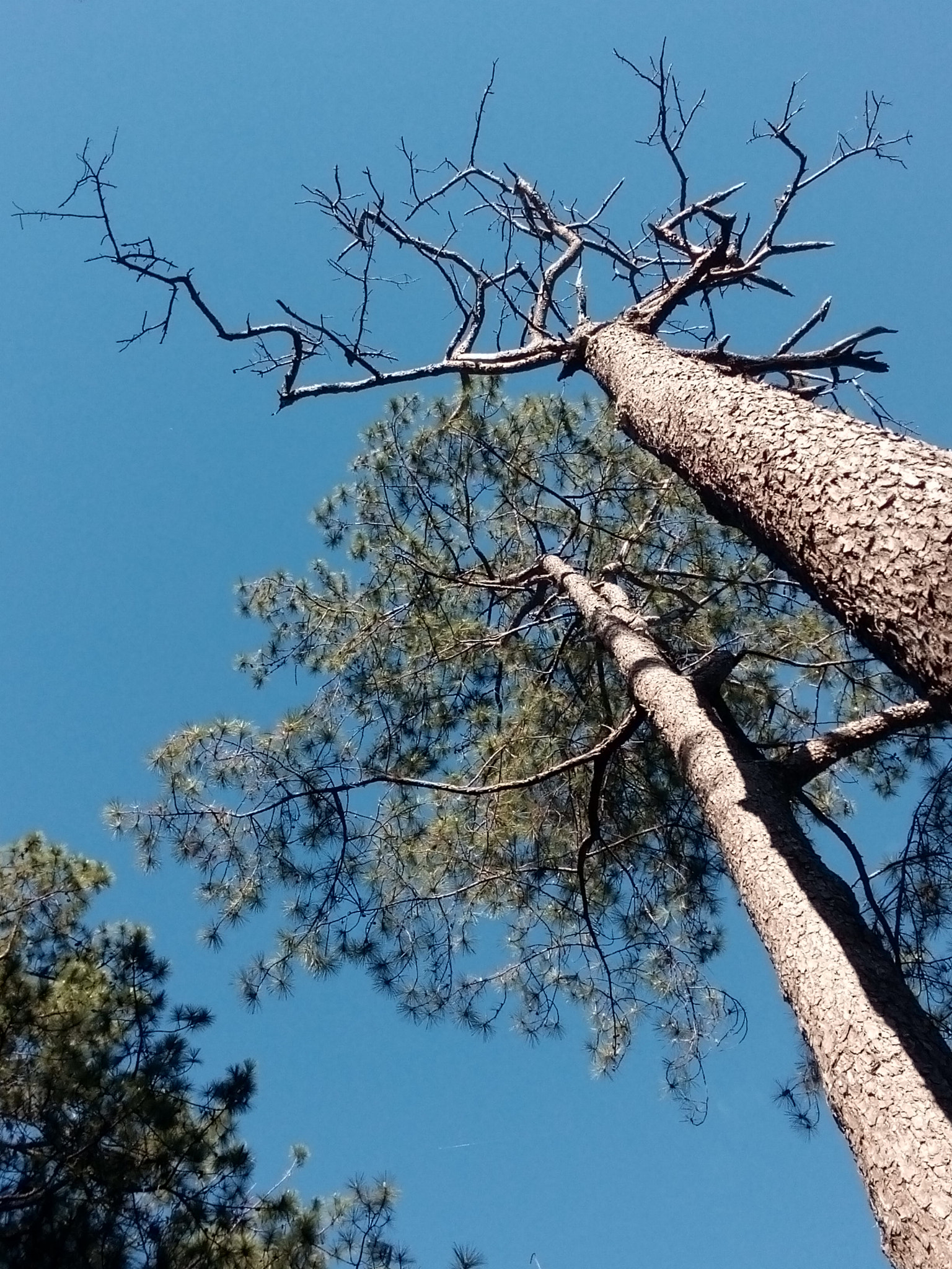 OPPO 1201 sample photo. Same kind, different perspective photography