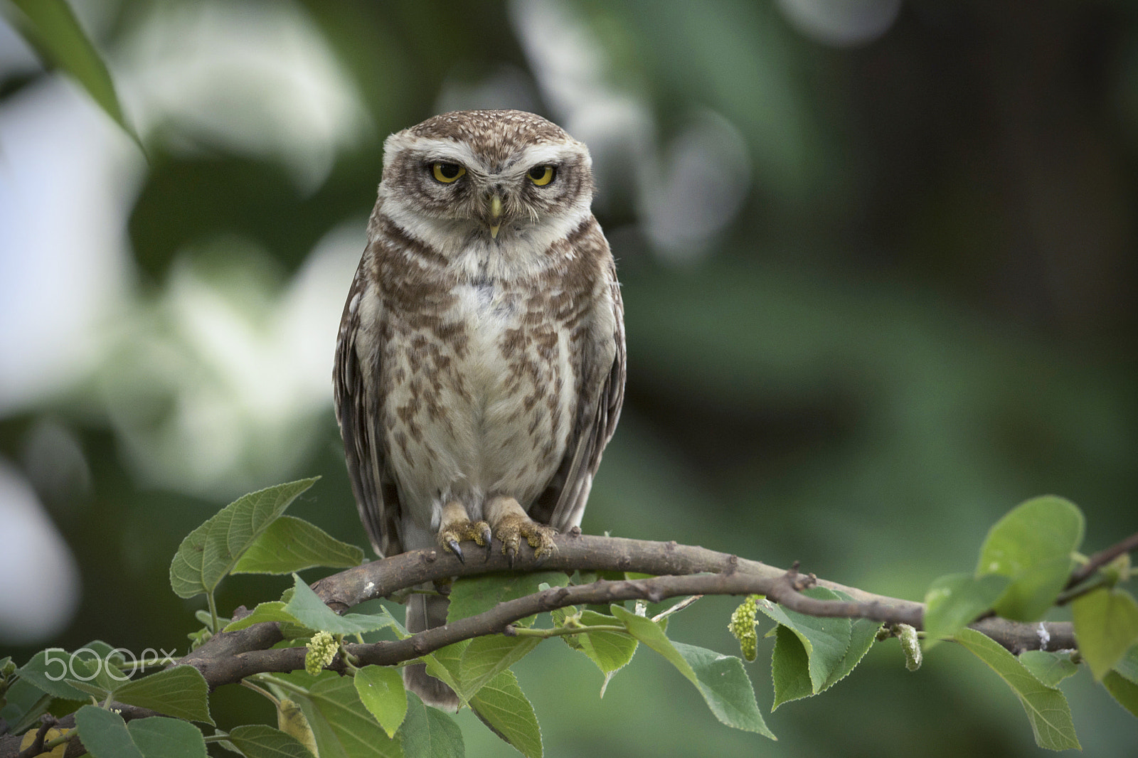 Nikon D5 + Nikon AF-S Nikkor 600mm F4G ED VR sample photo. That curious look: spotted owlet photography