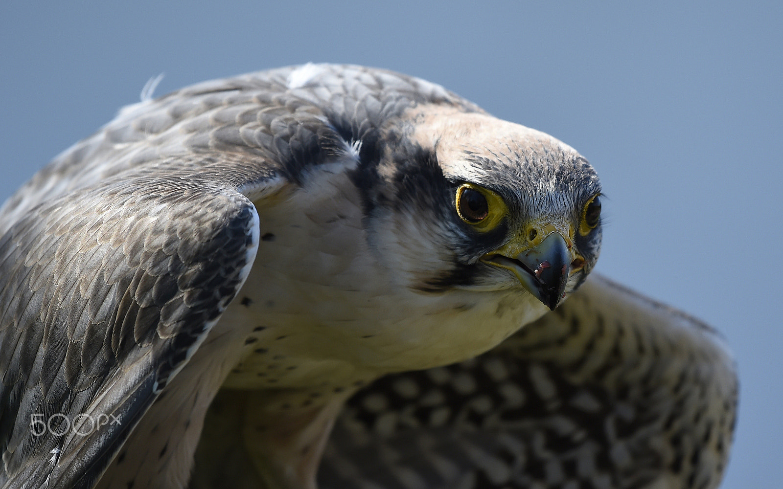 Nikon AF-S Nikkor 200-500mm F5.6E ED VR sample photo. Bird of prey photography