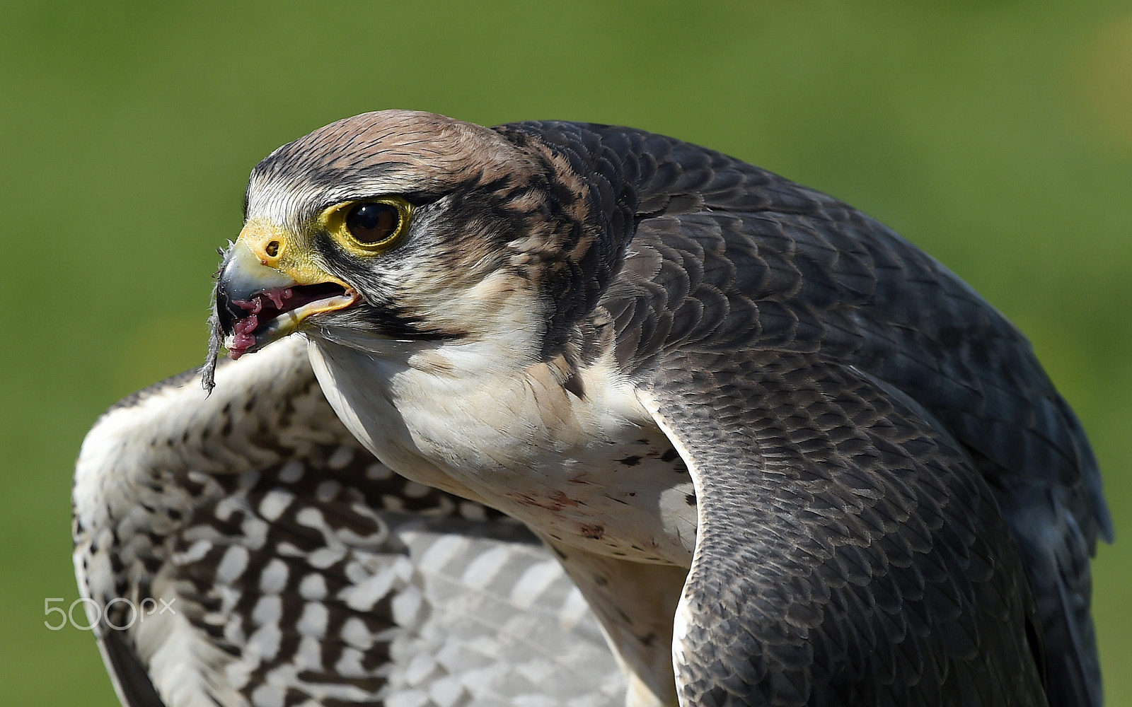 Nikon AF-S Nikkor 200-500mm F5.6E ED VR sample photo. Bird of prey photography