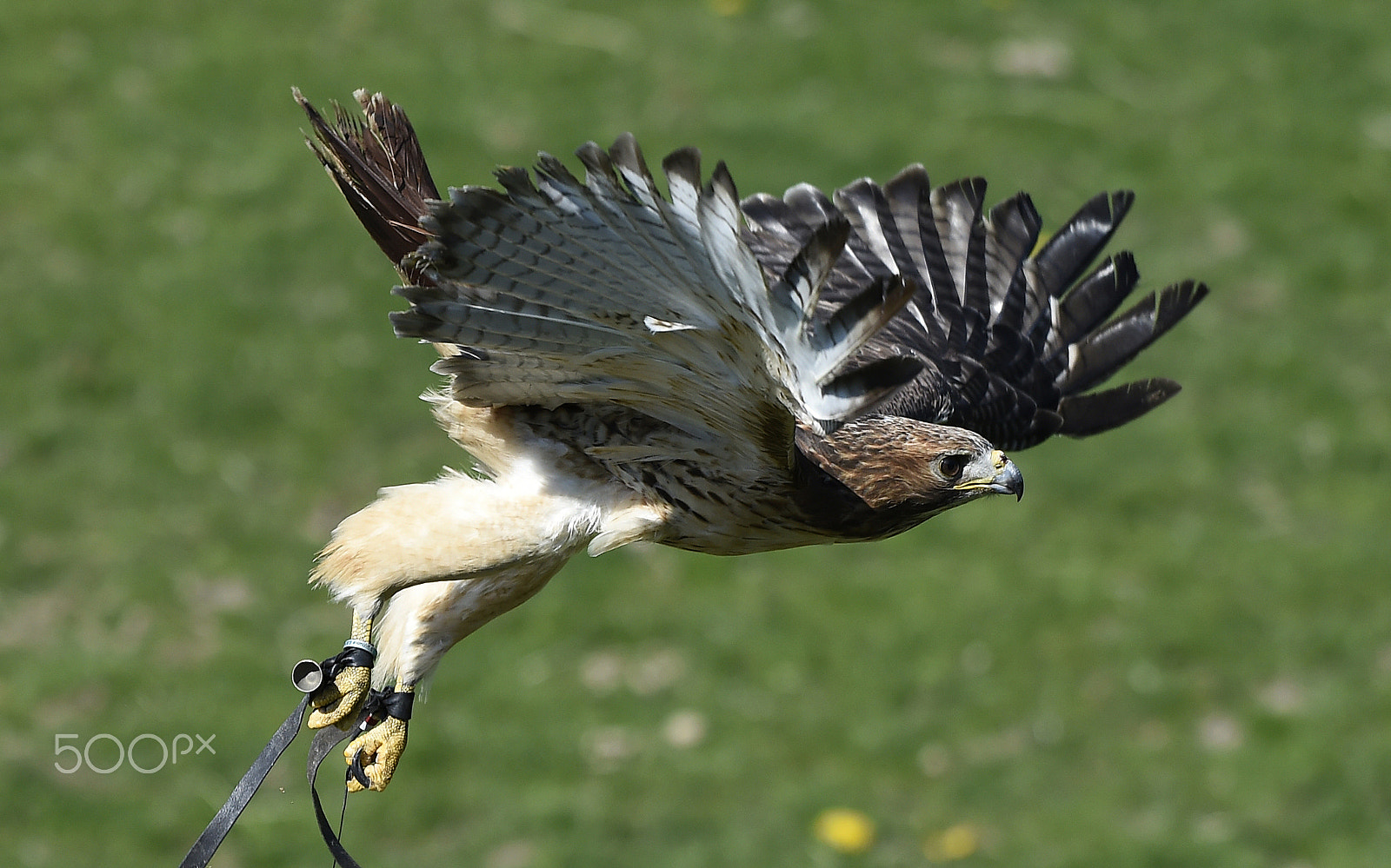 Nikon AF-S Nikkor 200-500mm F5.6E ED VR sample photo. Bird of prey photography