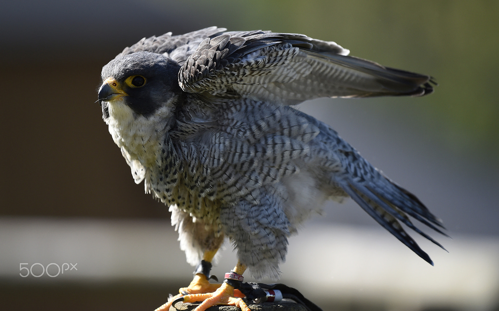 Nikon AF-S Nikkor 200-500mm F5.6E ED VR sample photo. Bird of prey photography