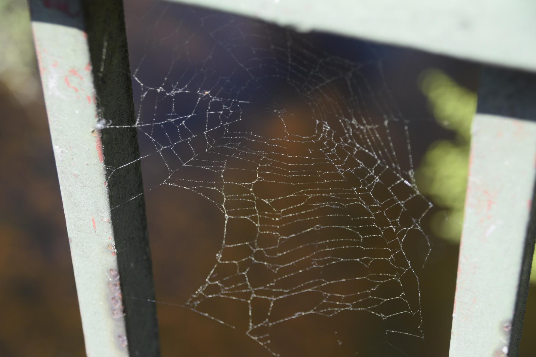 Nikon D3300 + Sigma 18-200mm F3.5-6.3 DC sample photo. Spider web - schwarzwald photography