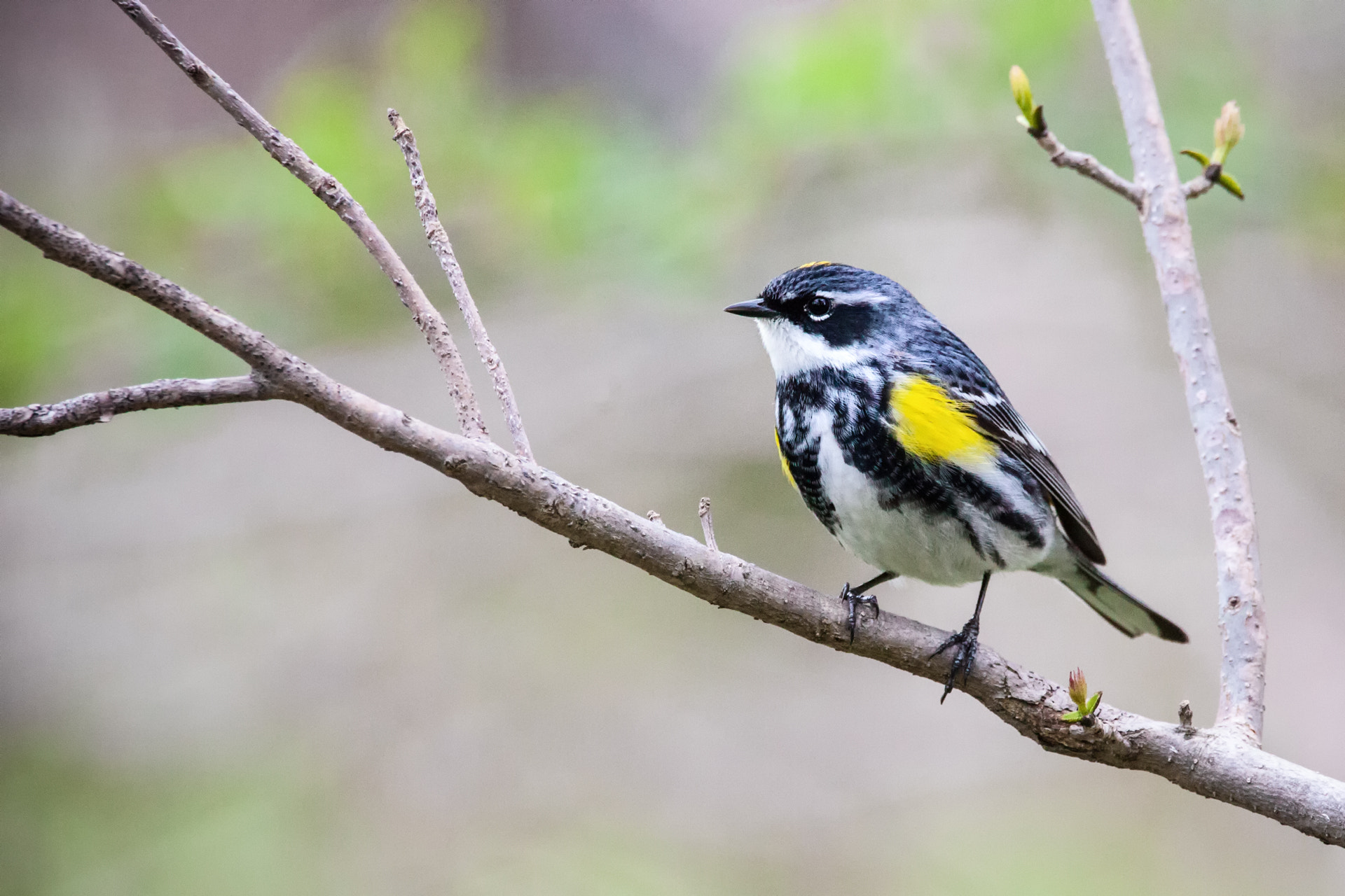 Canon EOS 5D Mark II + Sigma 150-600mm F5-6.3 DG OS HSM | C sample photo. Yellow-rumped warbler photography