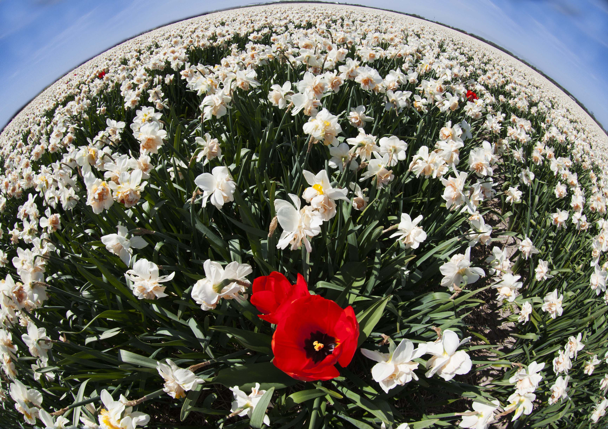 Canon EOS-1D Mark III sample photo. Red in white photography