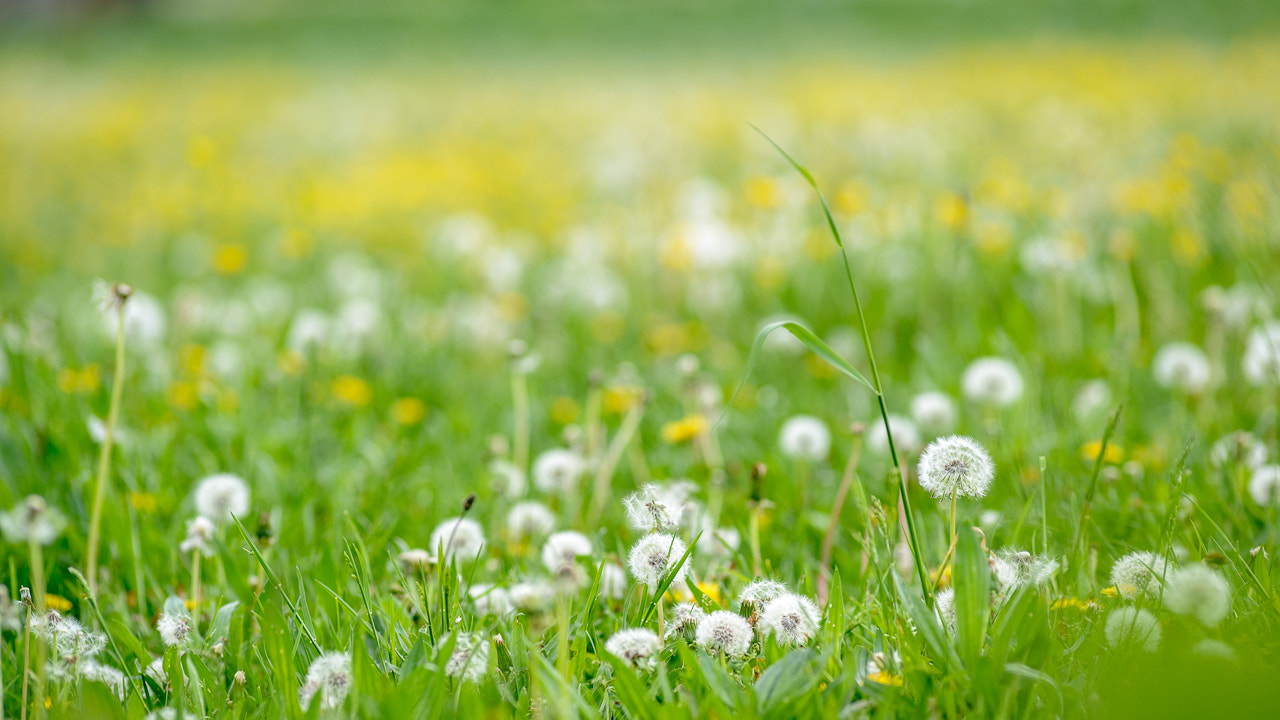 Nikon D800 + AF Nikkor 180mm f/2.8 IF-ED sample photo. Spring photography