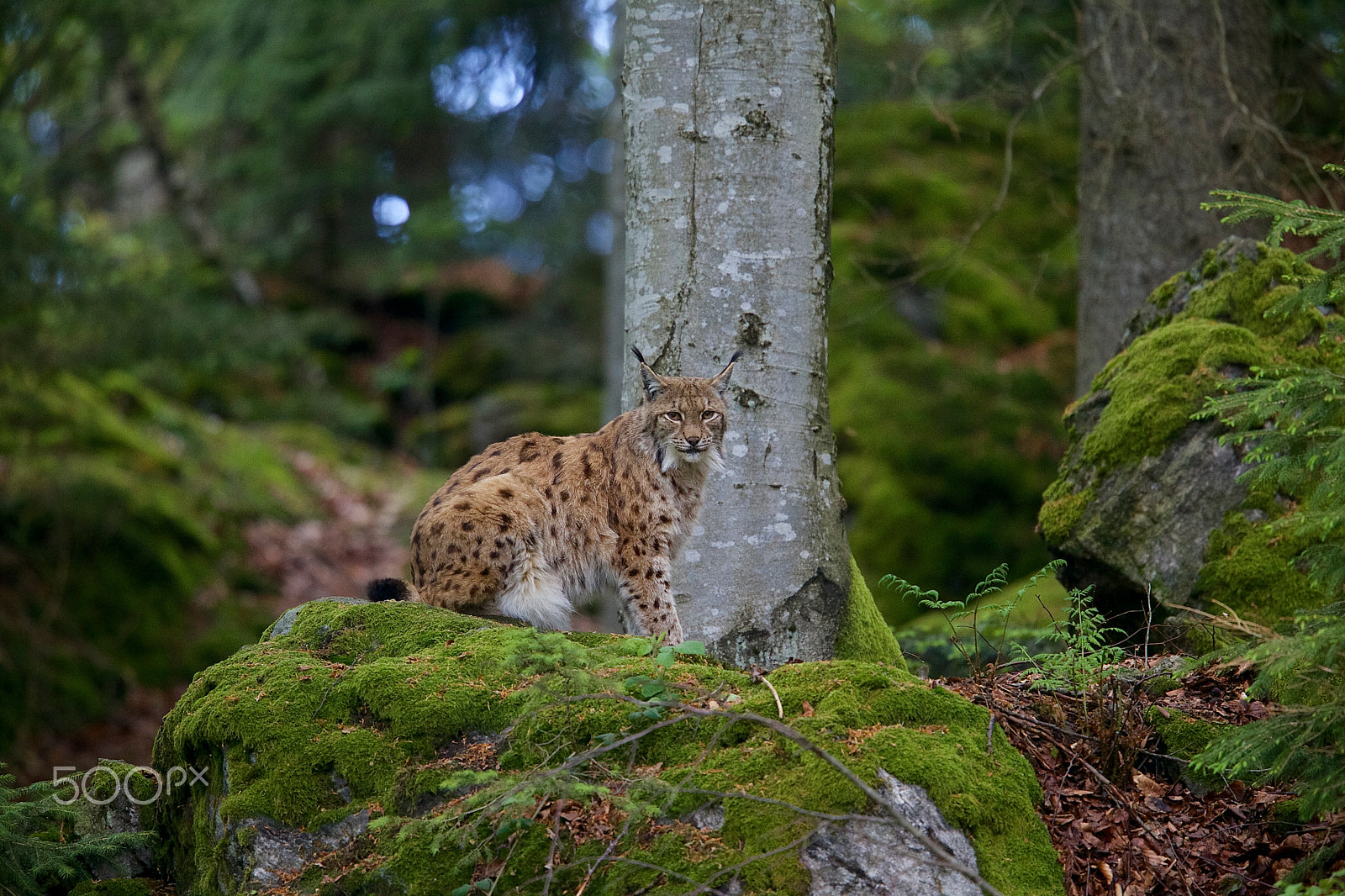 Canon EF 500mm F4L IS II USM sample photo. Luchs im nationalpark bayerischer wald... photography