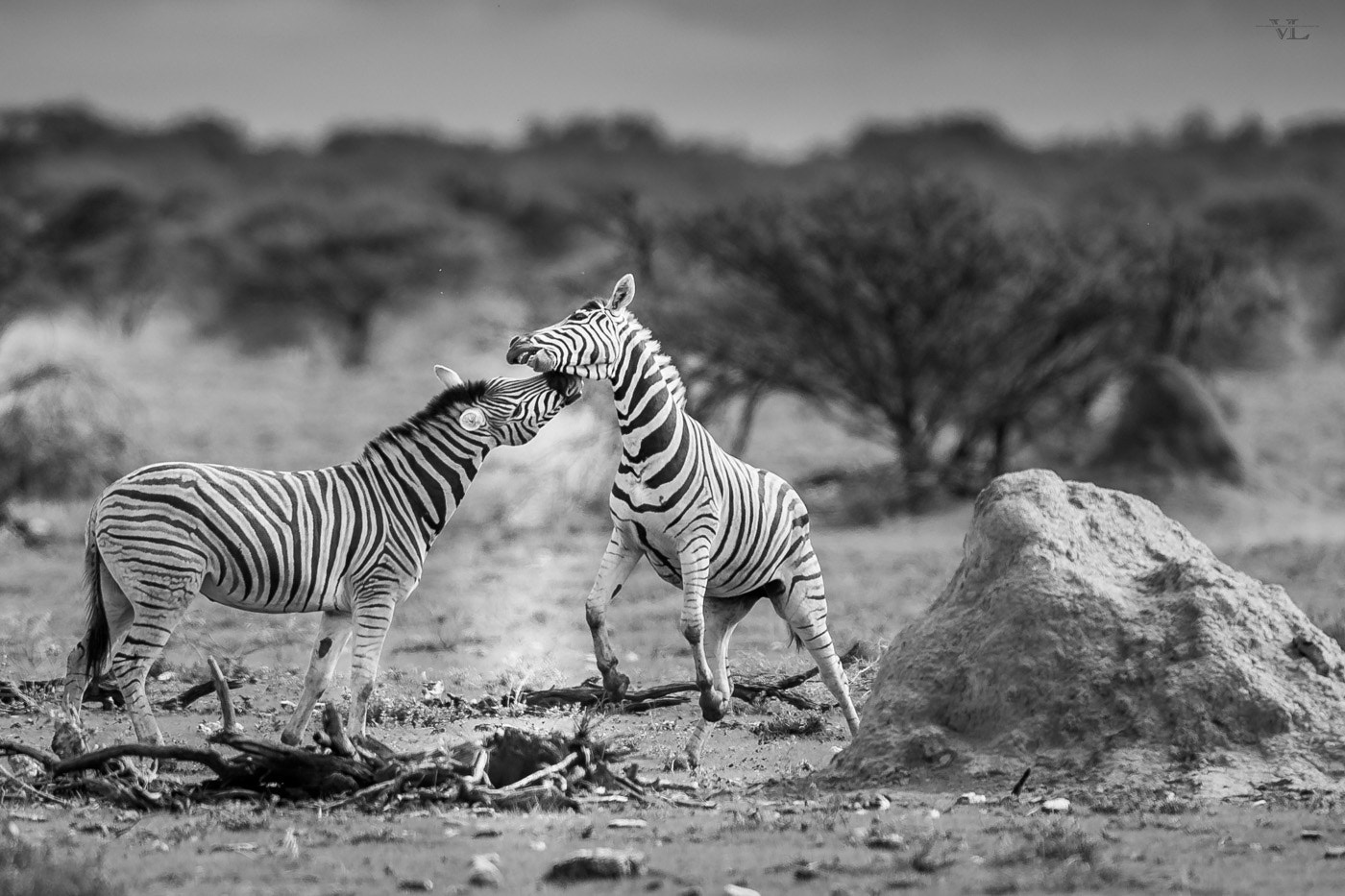 Canon EF 600mm f/4L IS sample photo. E zeb photography