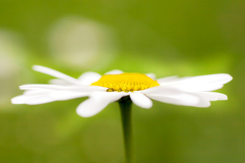 Canon EOS 50D + Canon EF 50mm F2.5 Macro sample photo. Yellow center photography