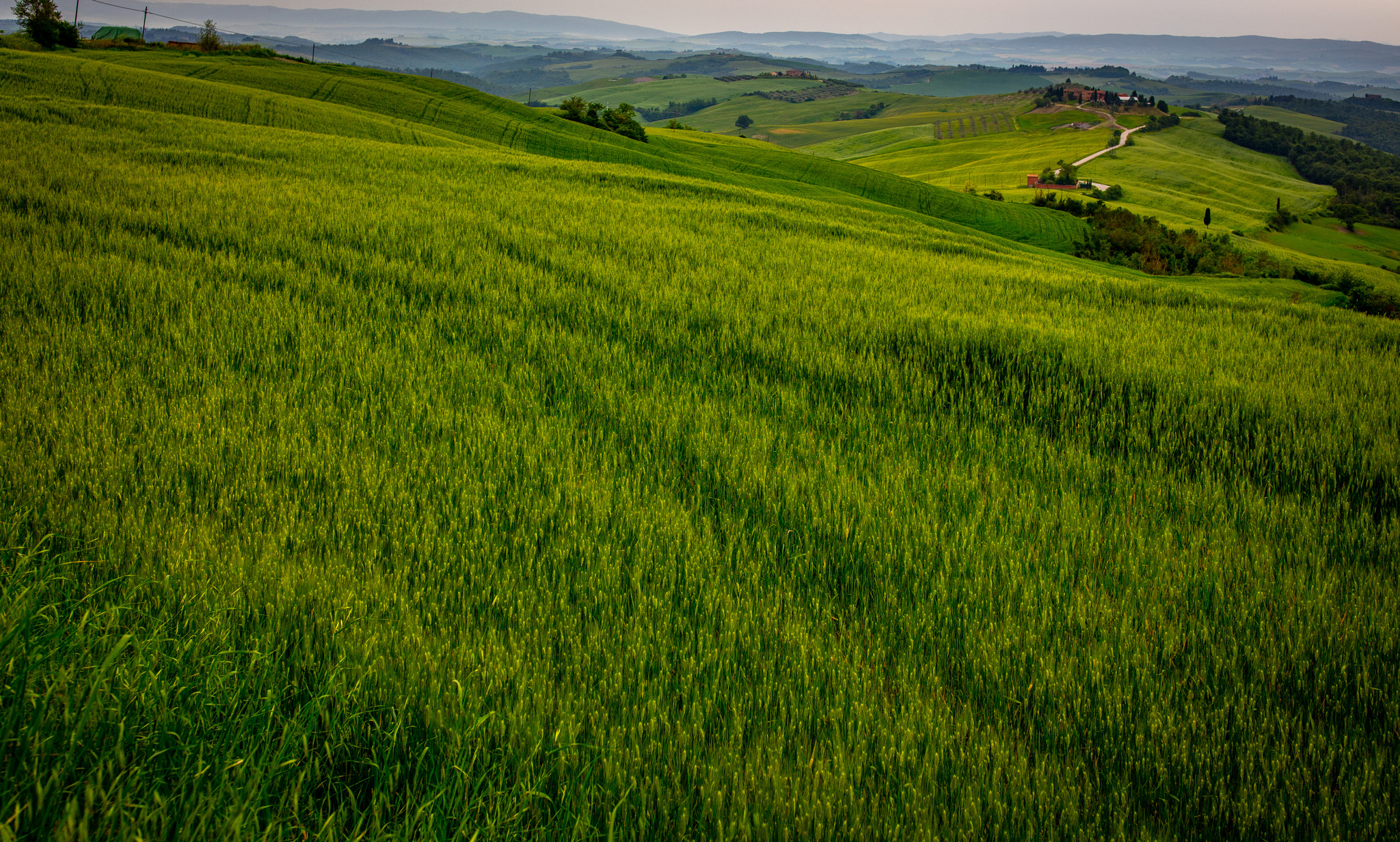 Canon EF 35mm F1.4L II USM sample photo. Tuscan green photography