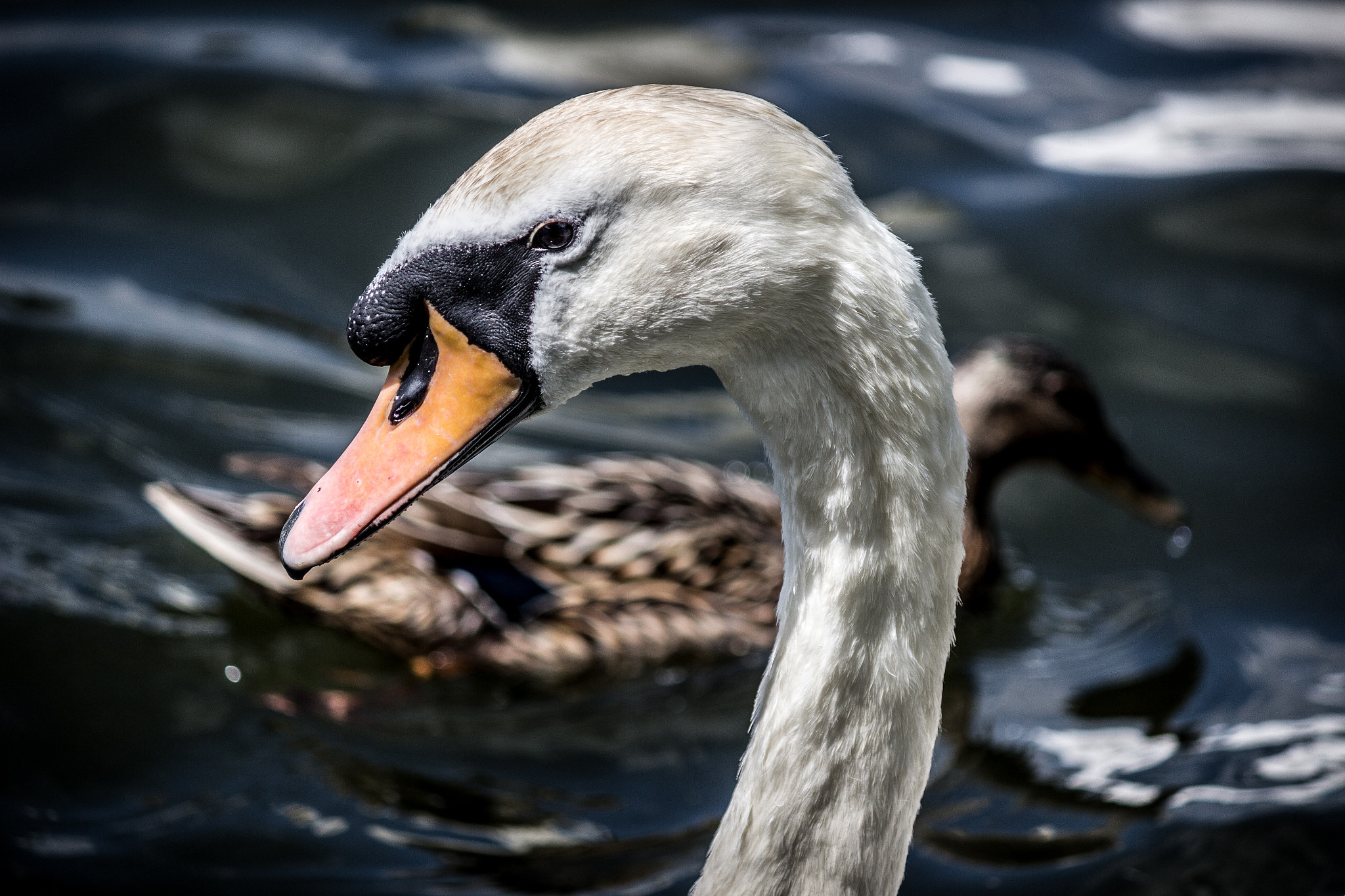 Canon EF-S 55-250mm F4-5.6 IS sample photo. Majestic photography