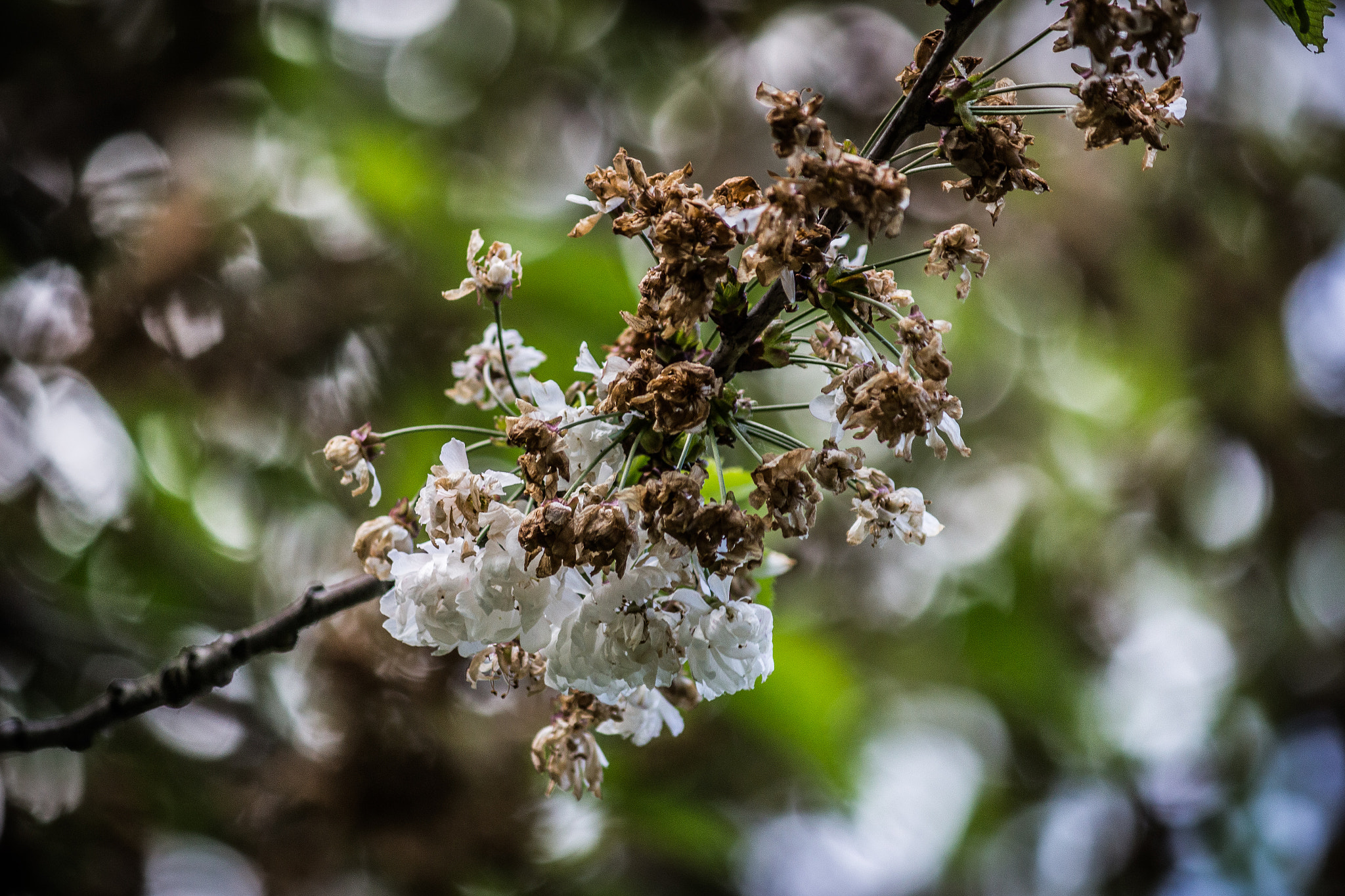 Canon EF-S 55-250mm F4-5.6 IS sample photo. Spring decay photography