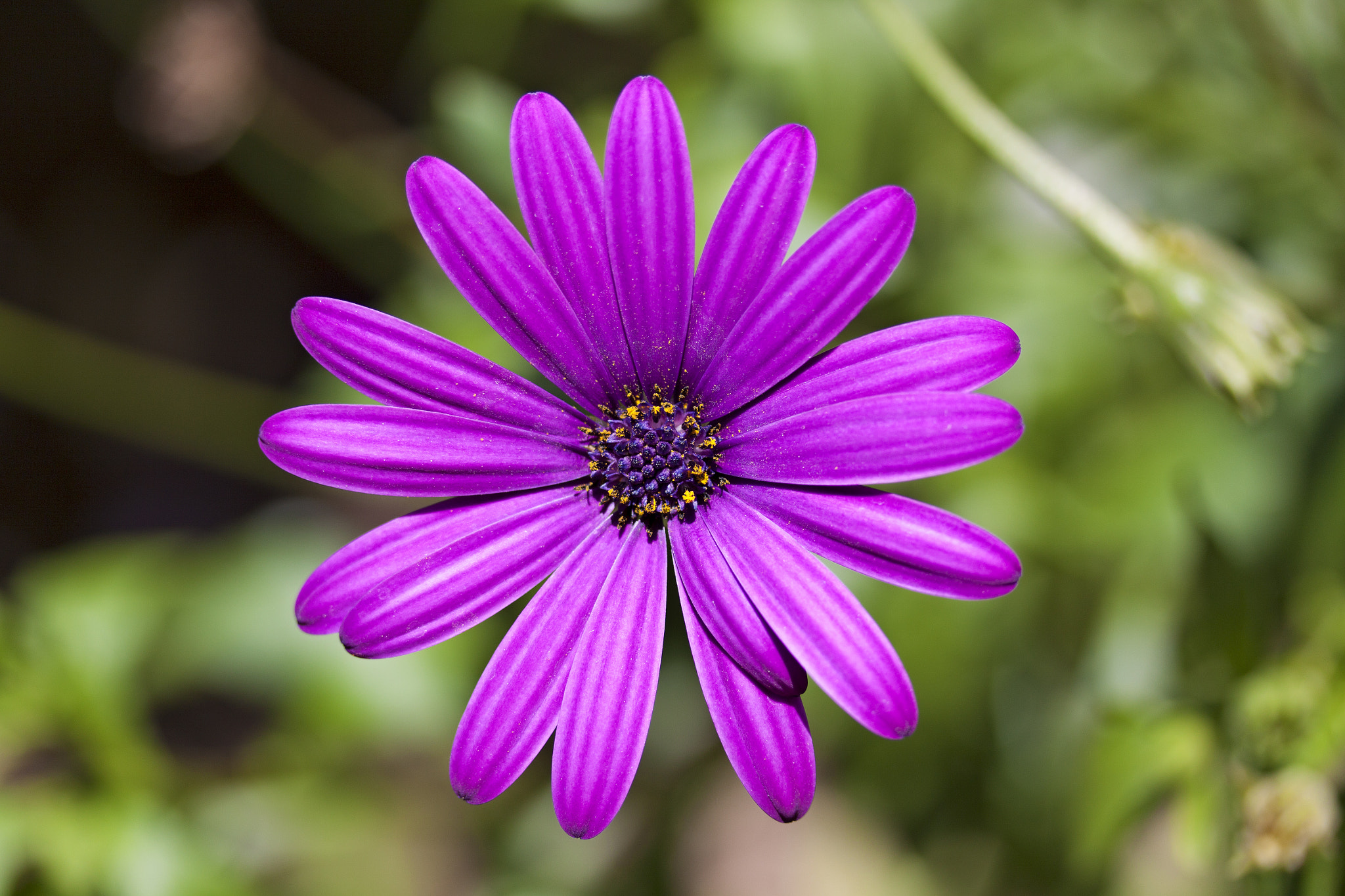 Canon EF-S 60mm F2.8 Macro USM sample photo. Editar photography