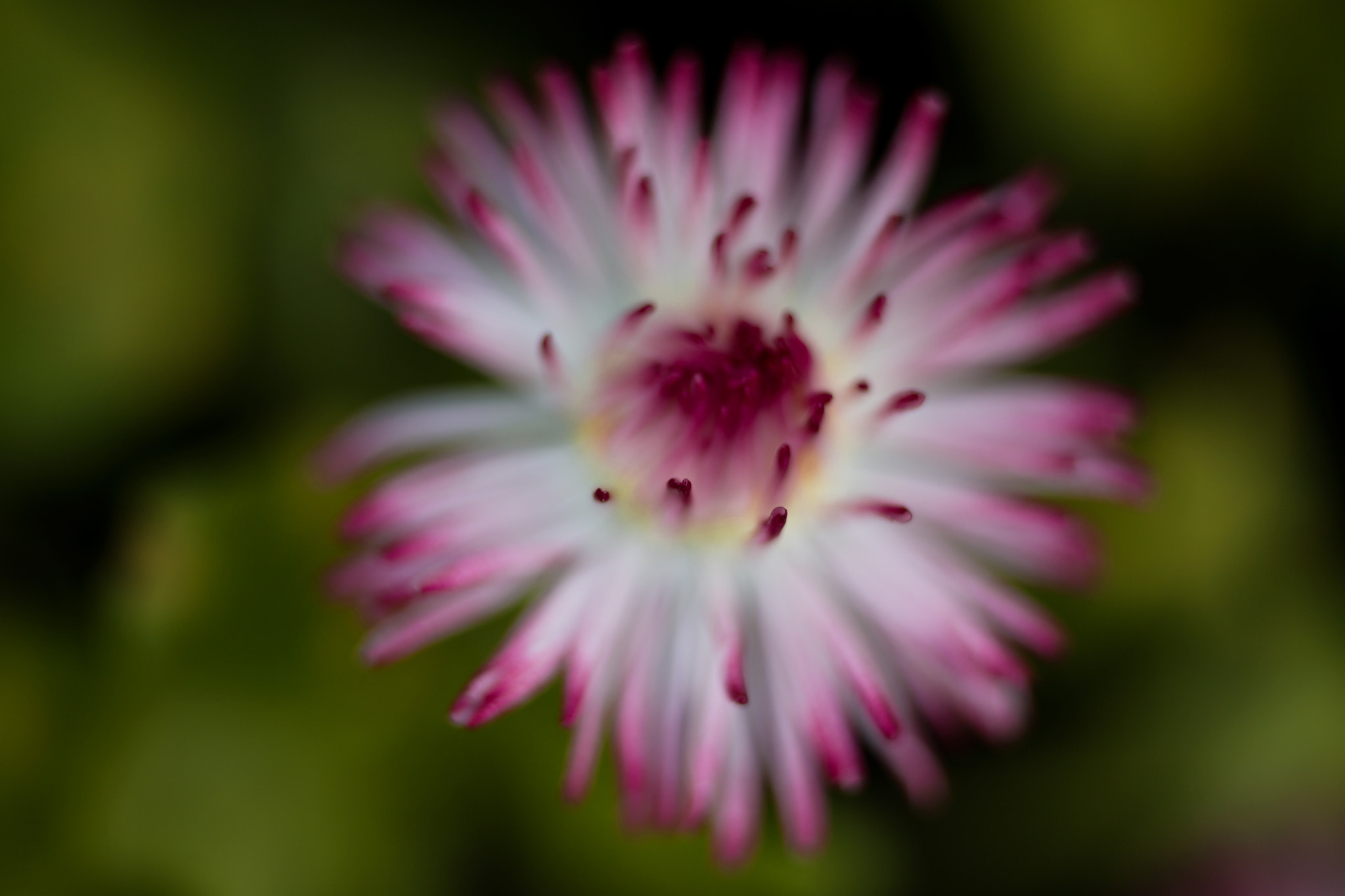 Canon EOS 6D + Canon EF 50mm F2.5 Macro sample photo. Universe of colors photography