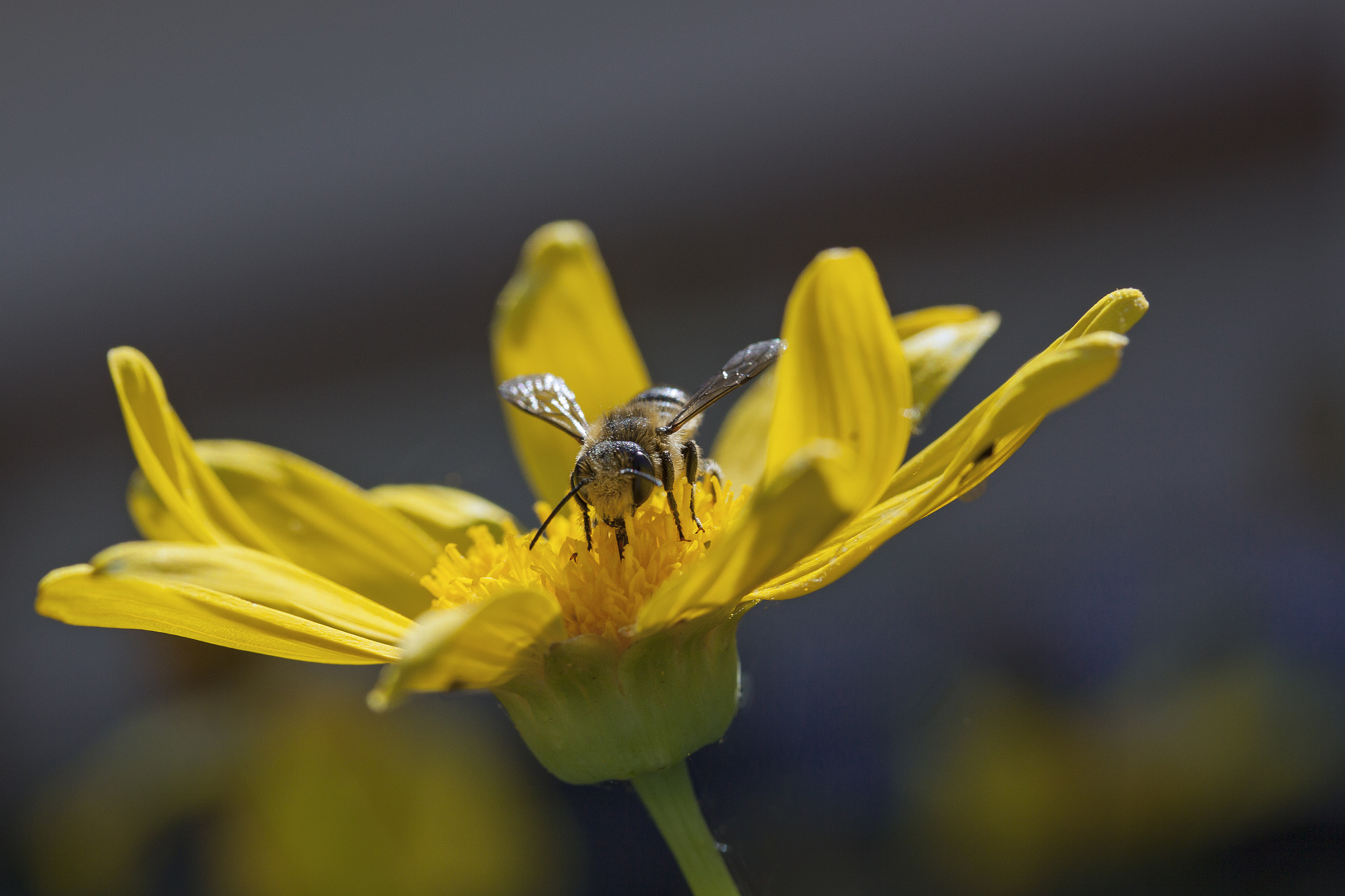 Canon EF-S 60mm F2.8 Macro USM sample photo. Editar photography