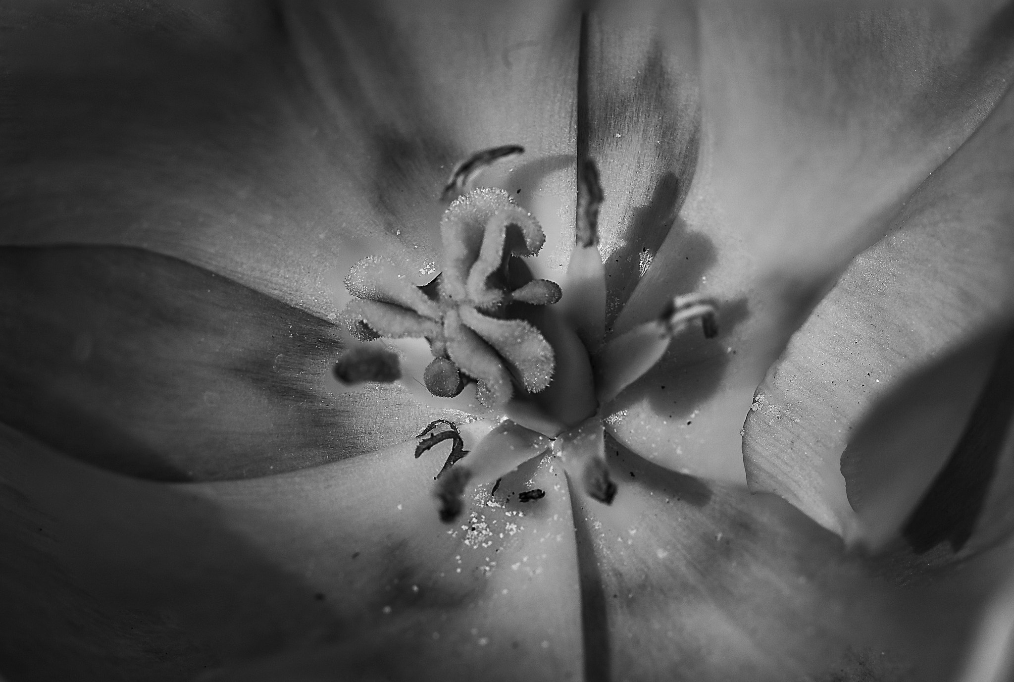 Canon EOS-1D Mark III sample photo. Monochrome budding photography