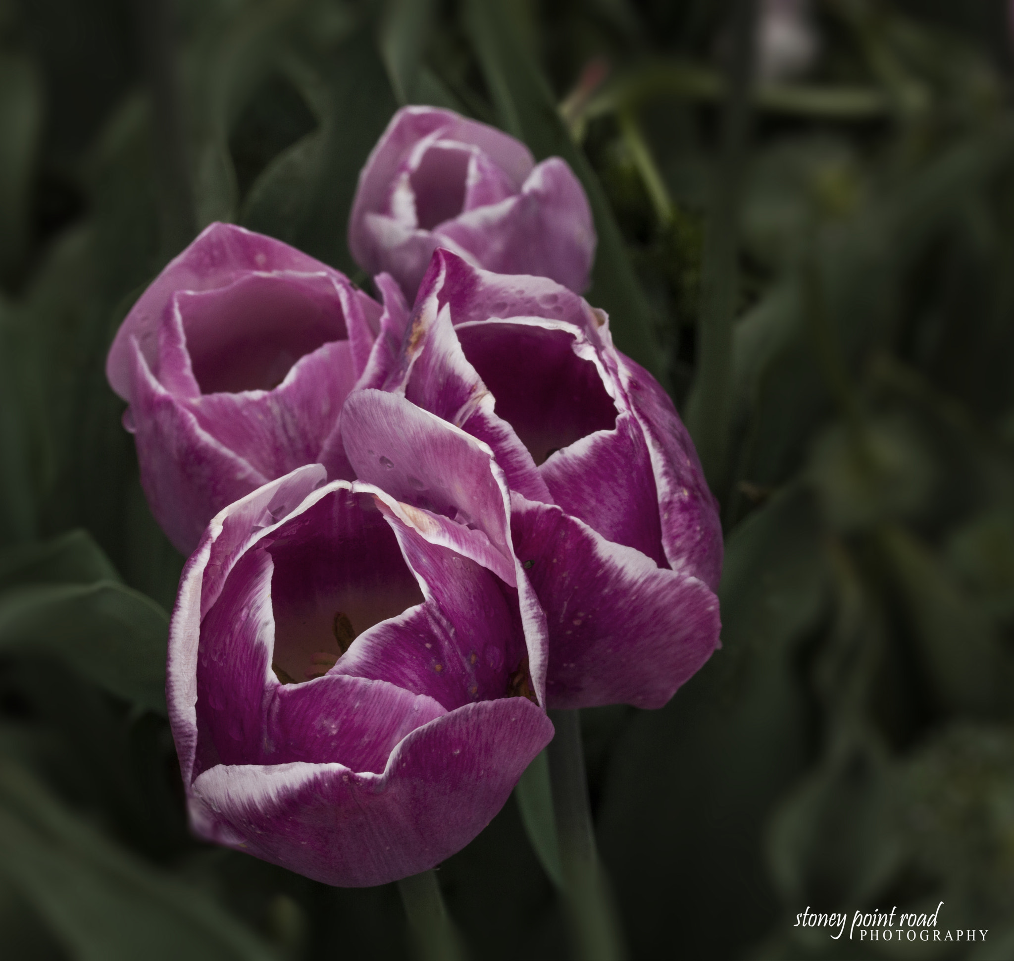 Canon EF-S 60mm F2.8 Macro USM sample photo. Dreaming maid photography