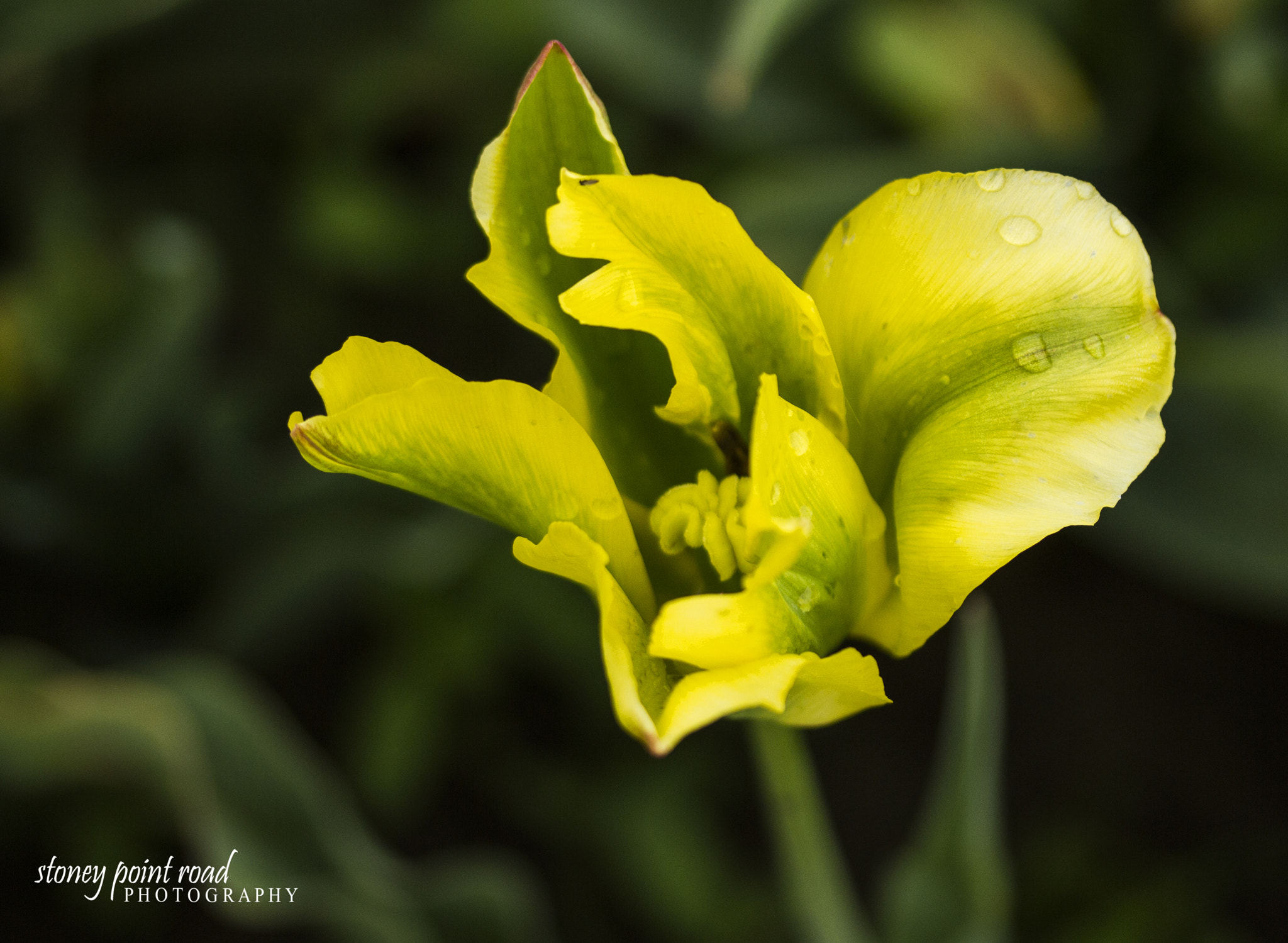 Canon EF-S 60mm F2.8 Macro USM sample photo. Humming bird photography