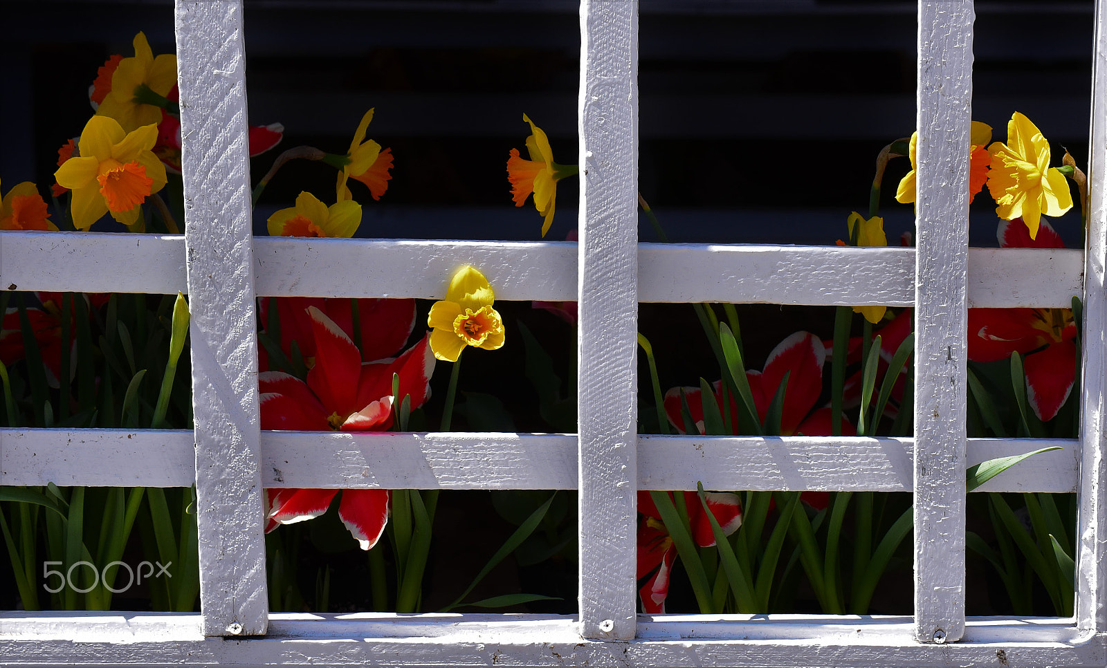 Nikon D750 + AF Zoom-Micro Nikkor 70-180mm f/4.5-5.6D ED sample photo. White fence and narcissus 3 photography