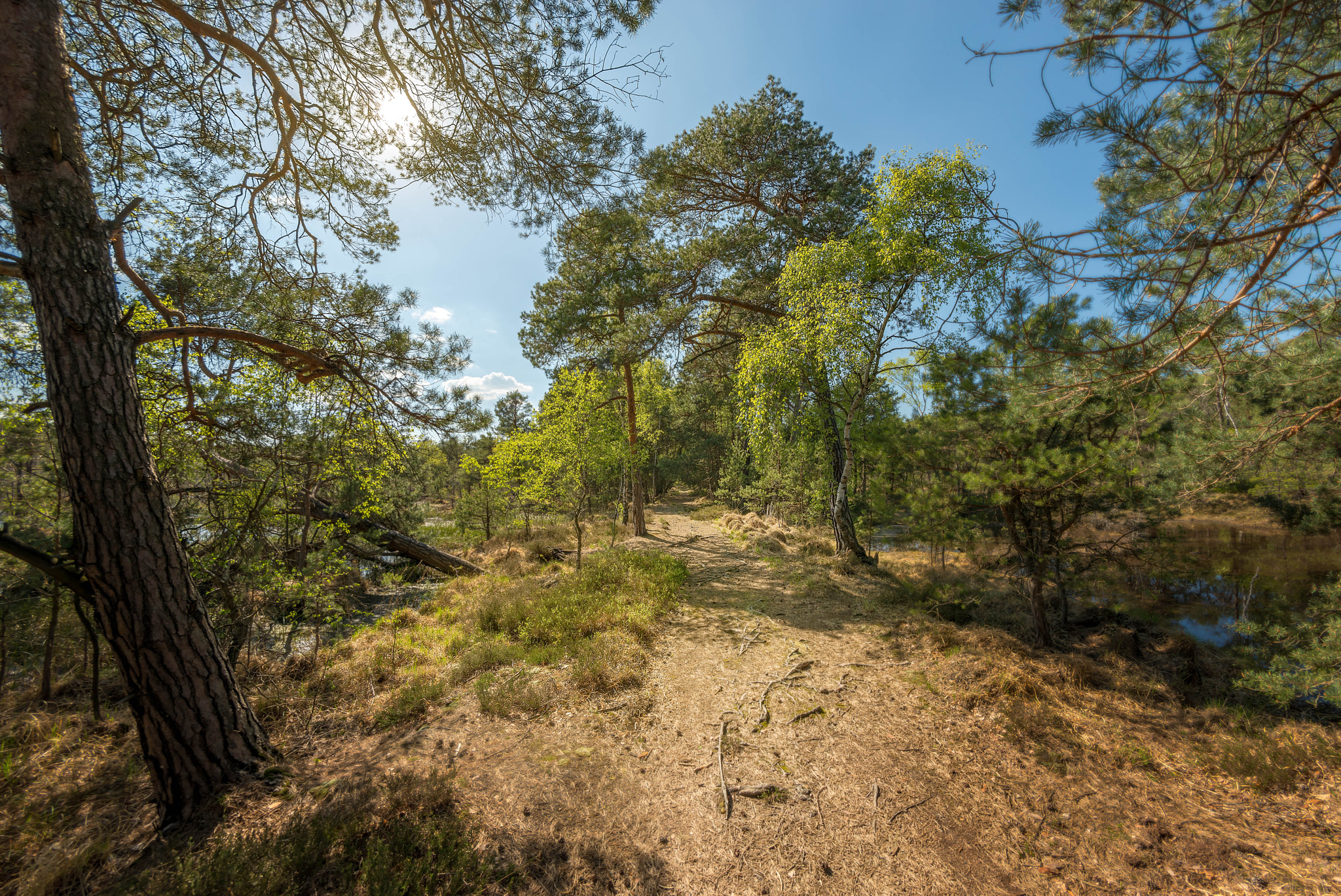 Nikon D800 + Samyang 12mm F2.8 ED AS NCS Fisheye sample photo. Spring awakening photography