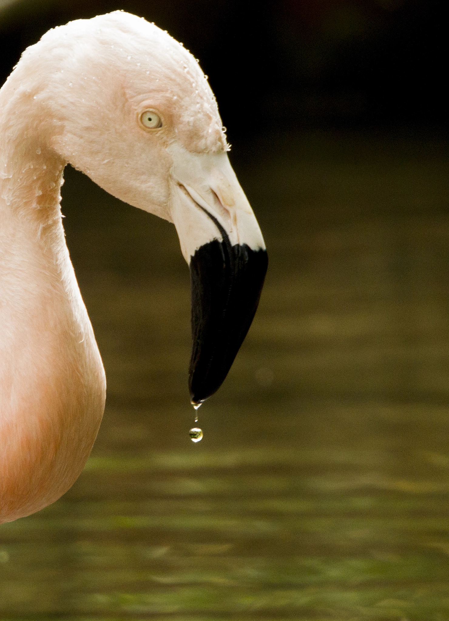 Sigma 50-500mm f/4-6.3 APO HSM EX sample photo. Pink flamingo (2).jpg photography