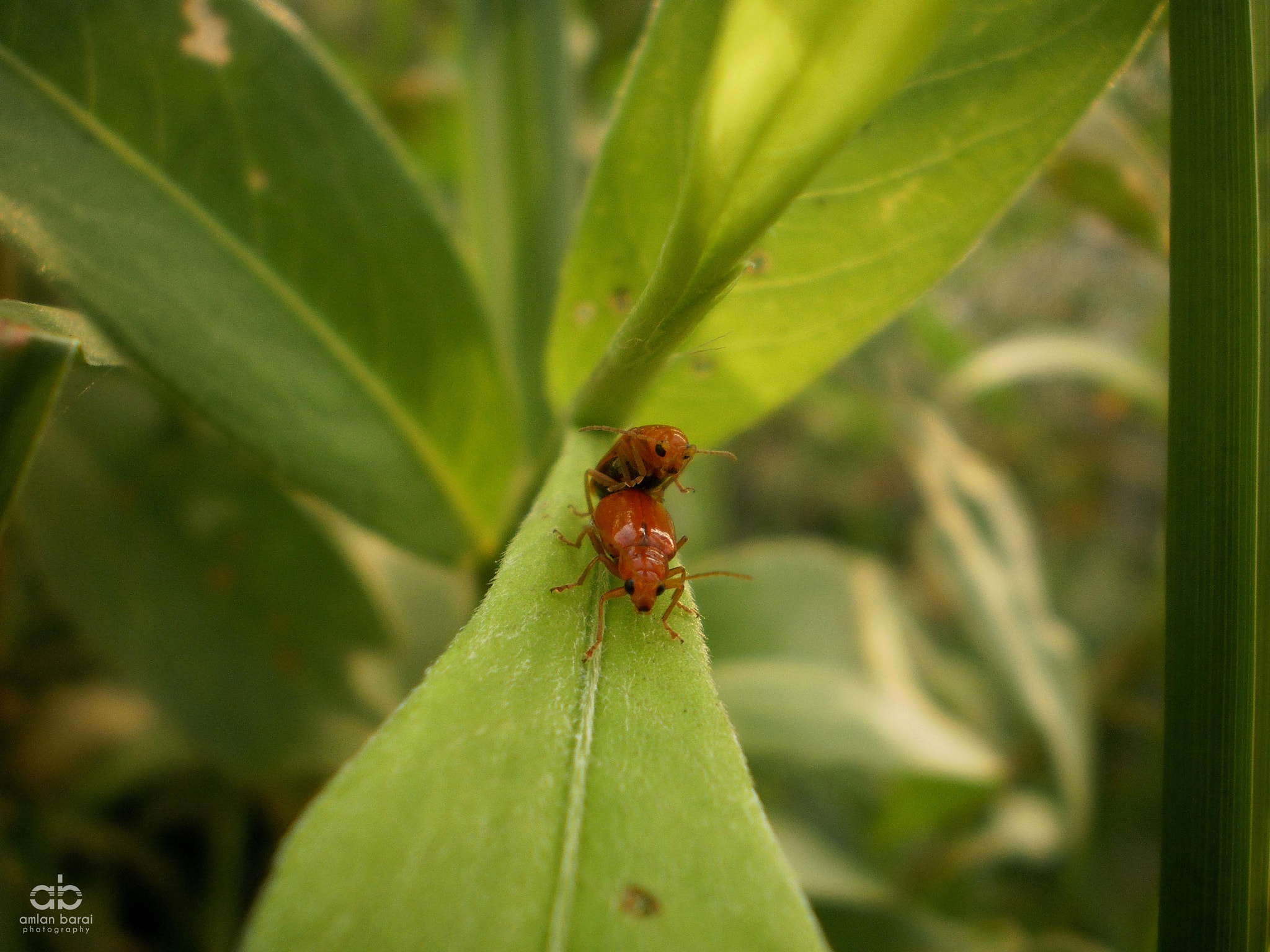 Olympus T105,T100,X36 sample photo. Found a mate photography