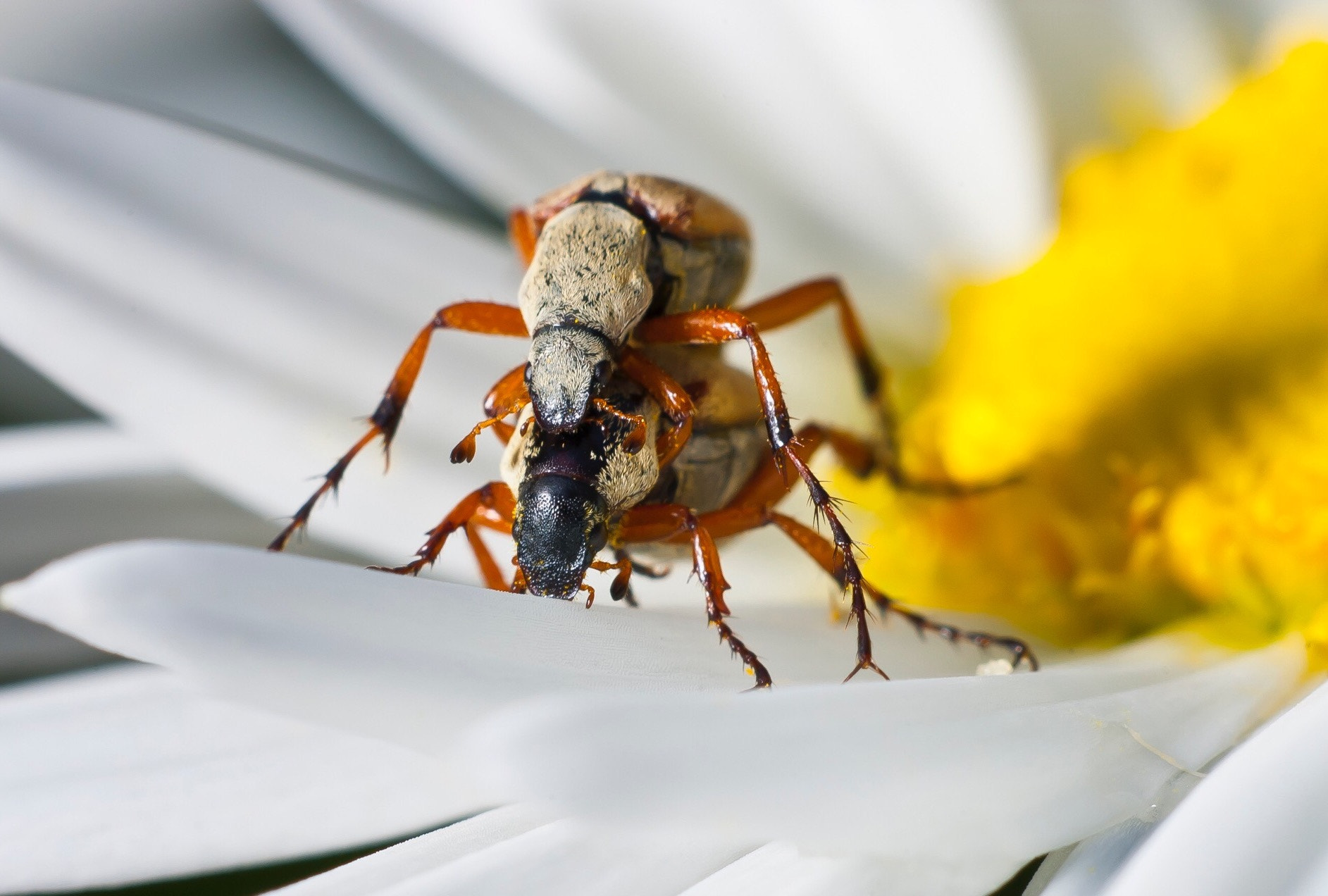 Sigma 150mm F2.8 EX DG Macro HSM sample photo. Mating beatles photography