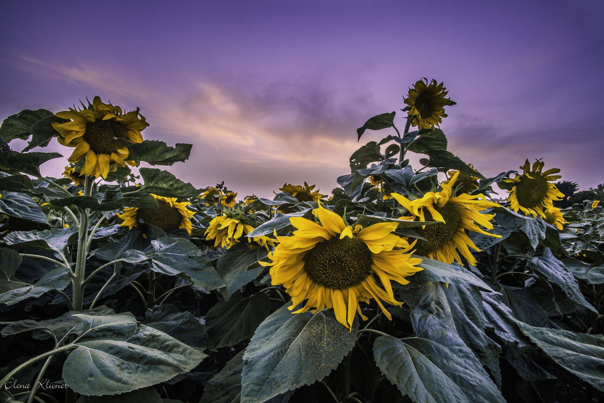 Canon EOS 5D Mark II + Canon EF 16-35mm F2.8L USM sample photo. Sunflowers photography